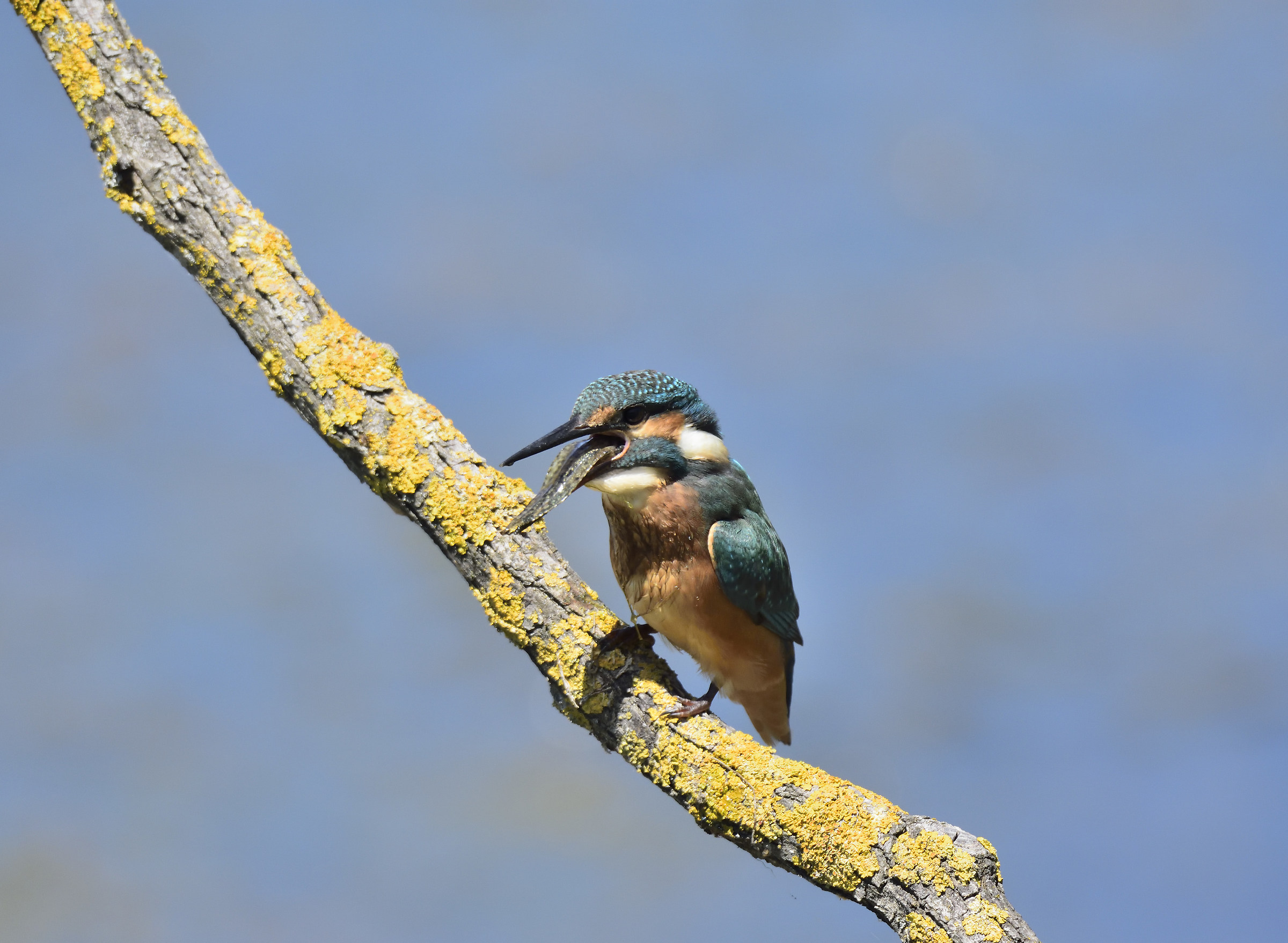 martin with the end of the tadpole