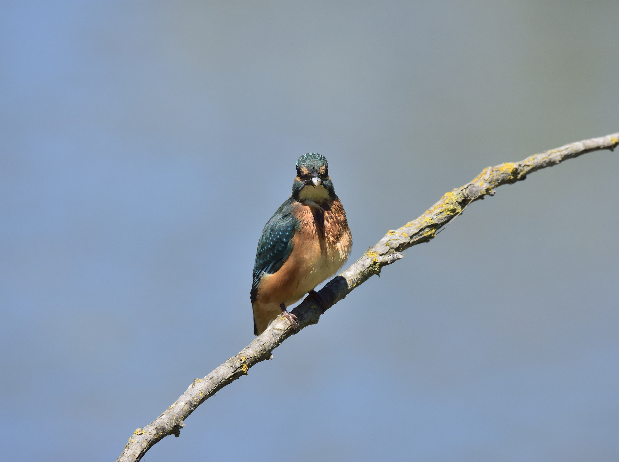 missing only the head of the little fish