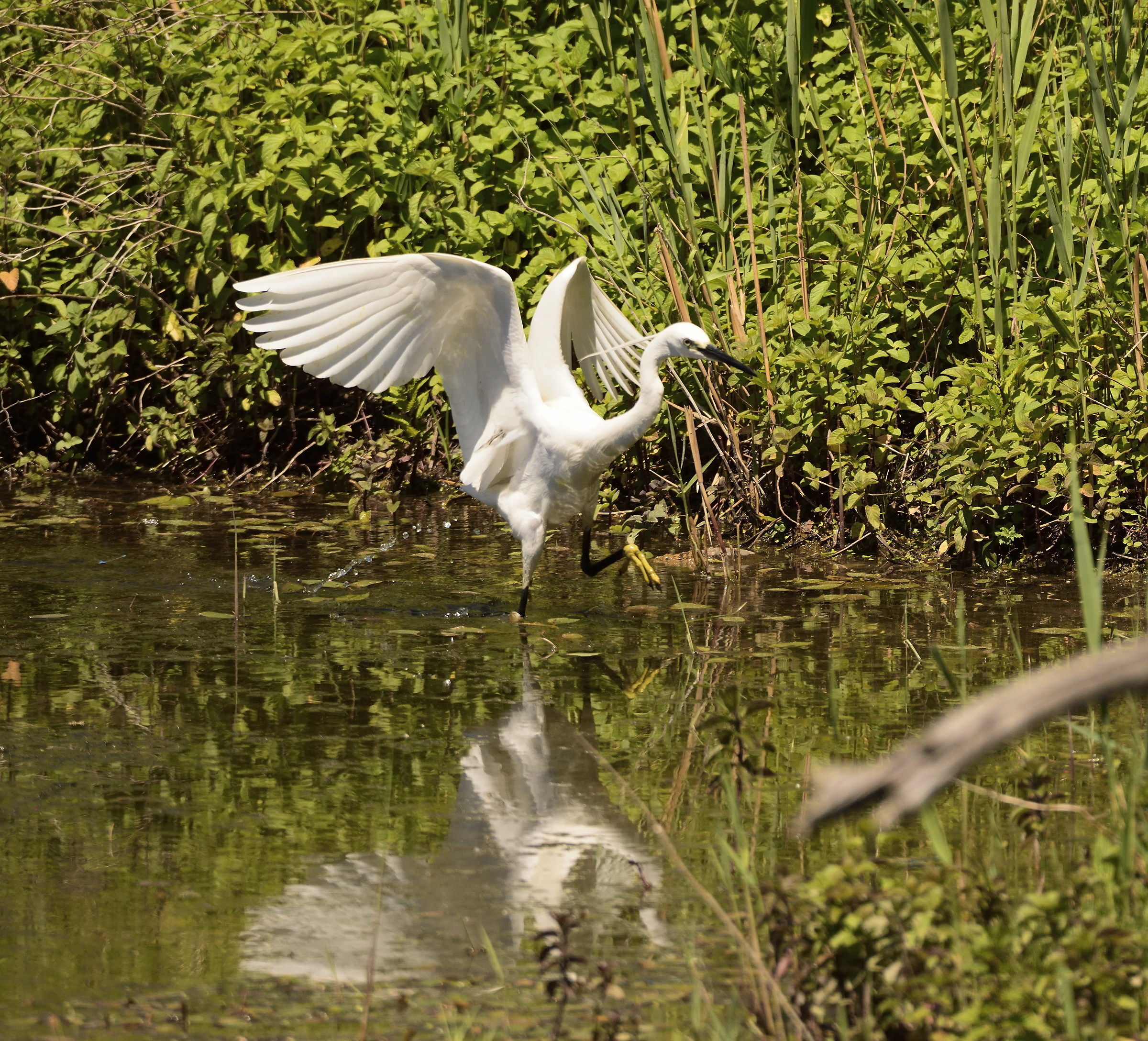 egret dancing