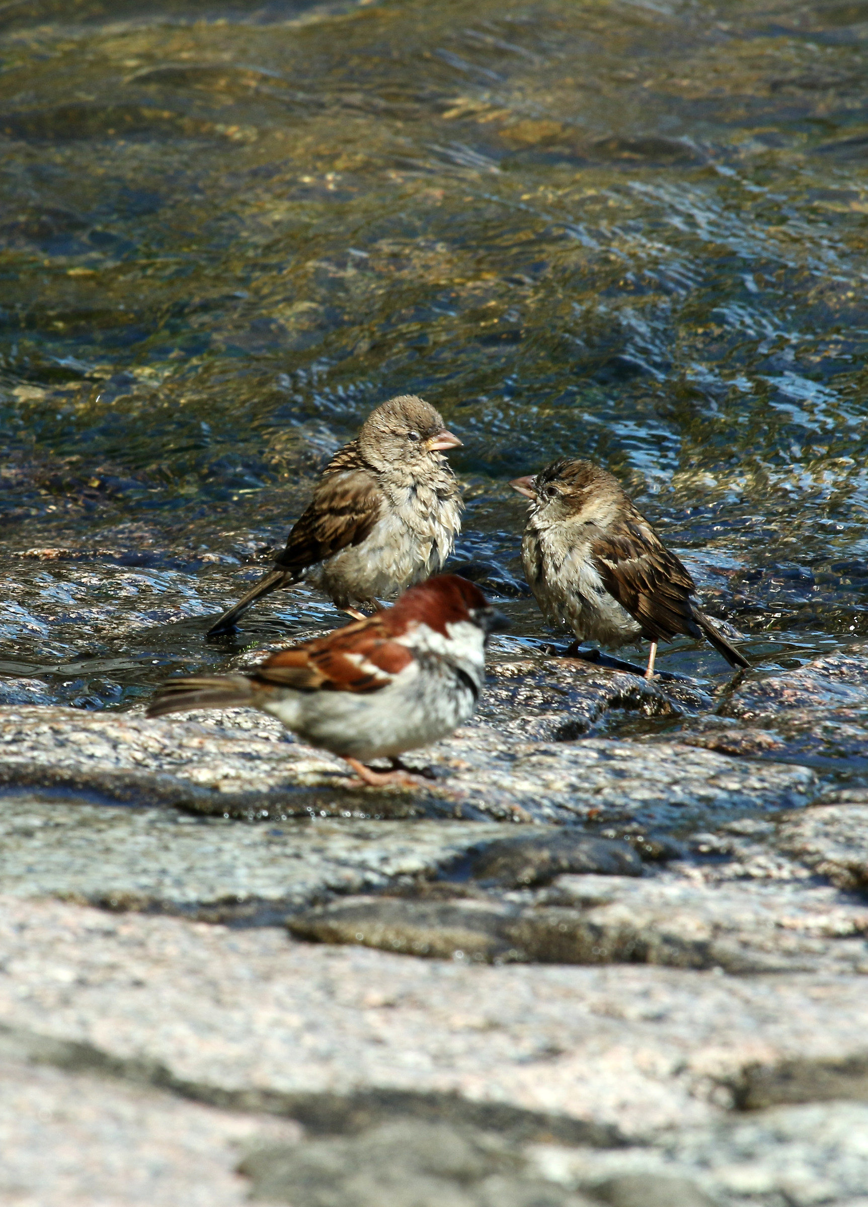 Anto .. It Chald ....