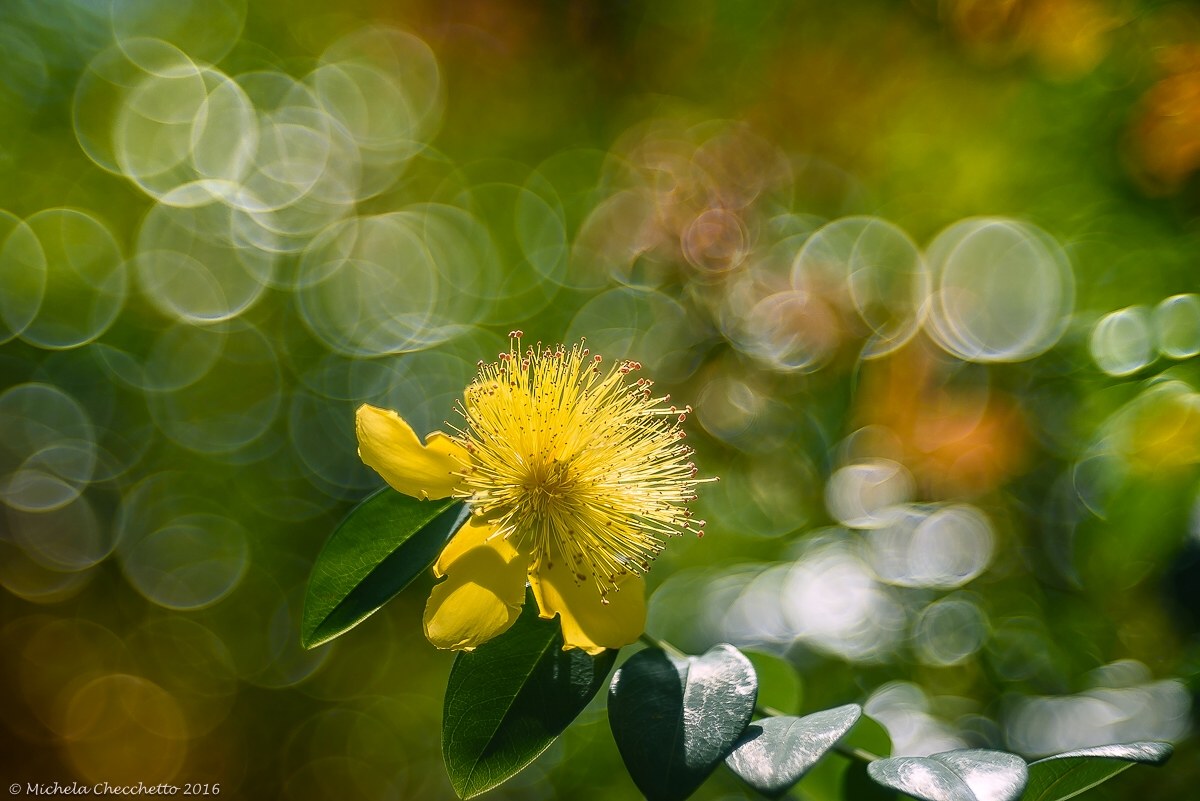 Hypericum perforatum