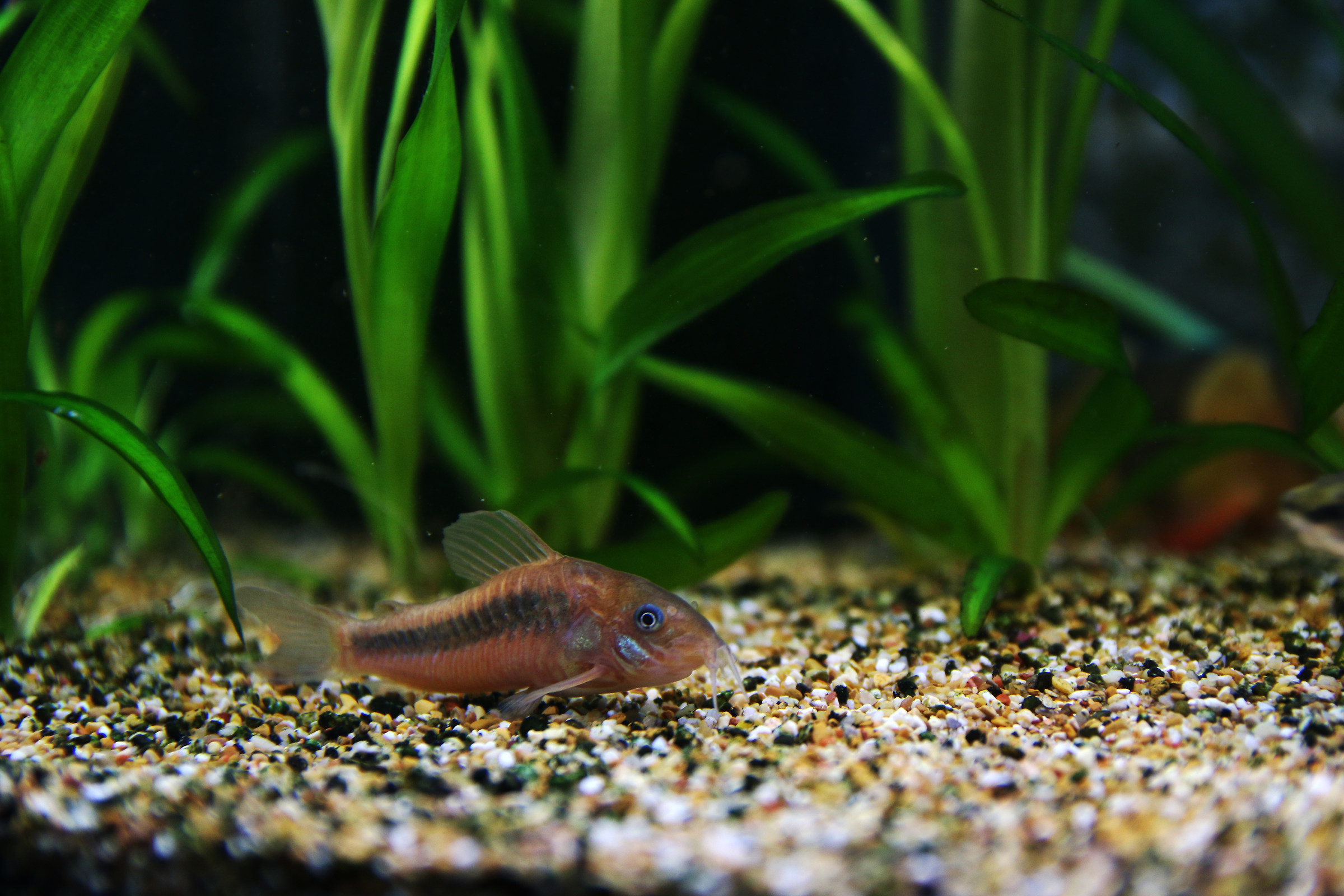 Corydoras