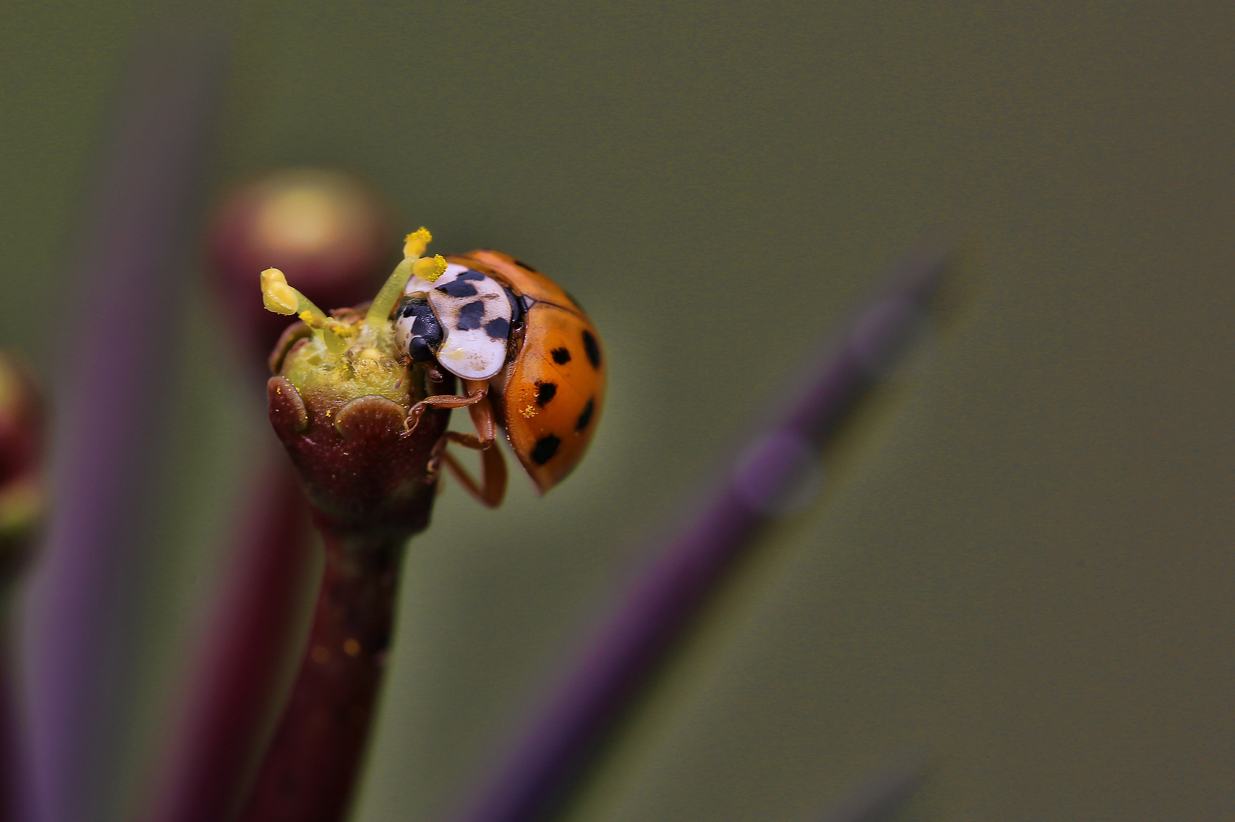 ladybug