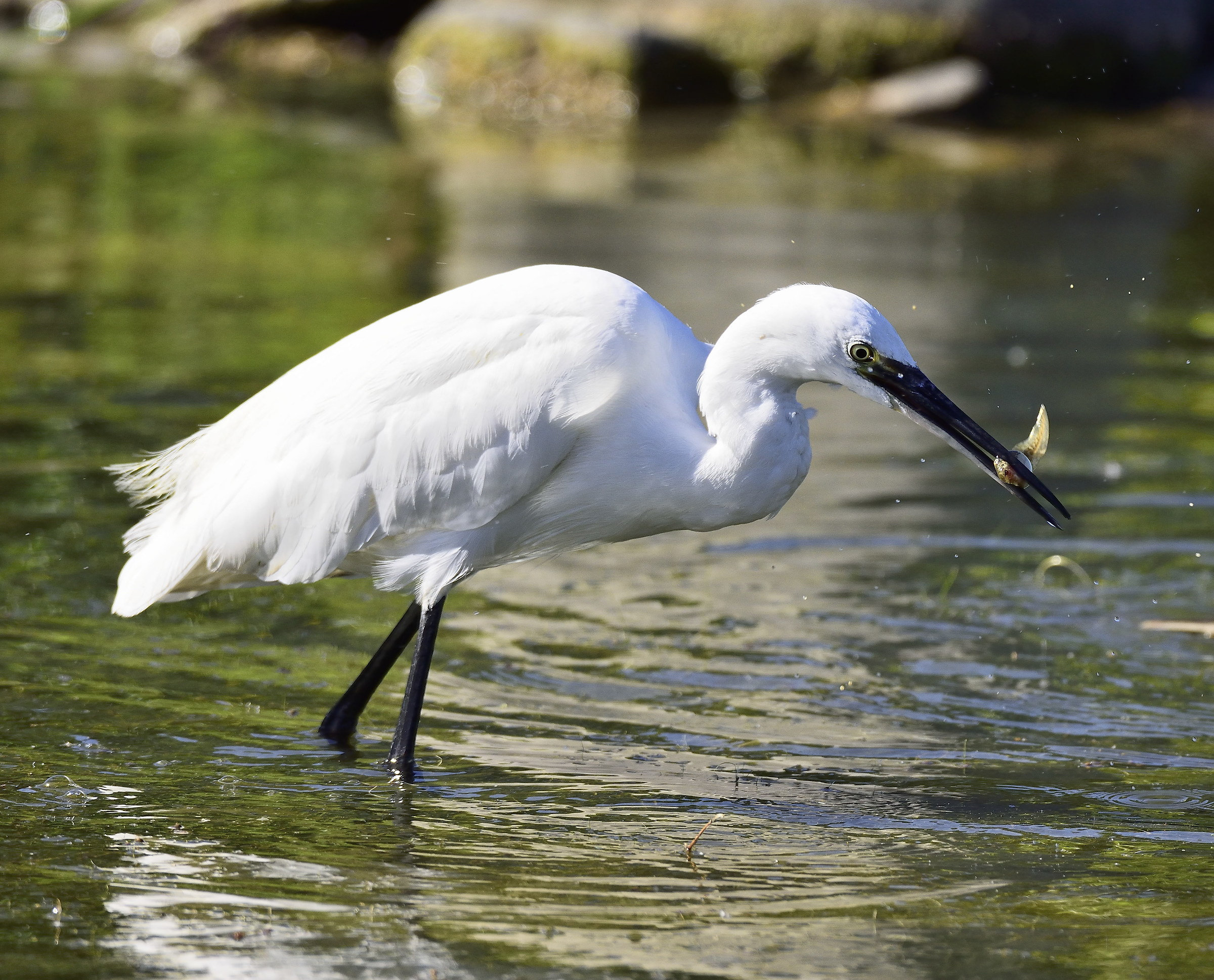 egret with tadpole