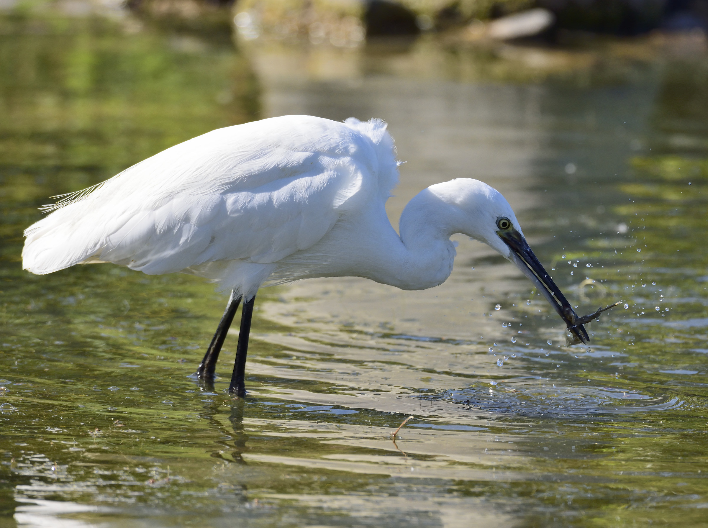 egret with tadpole