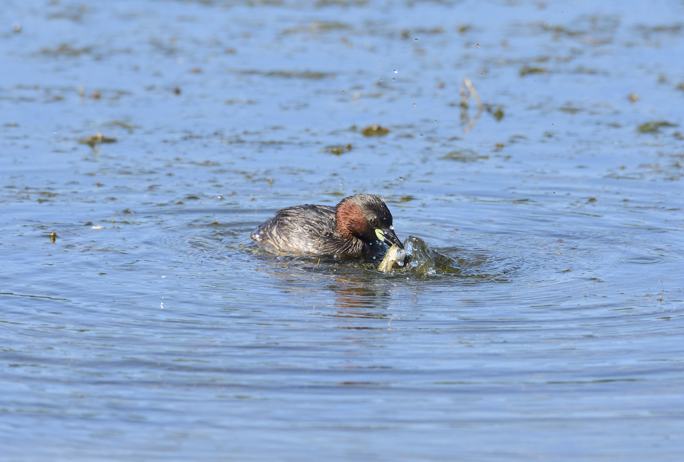 little grebe with tadpole