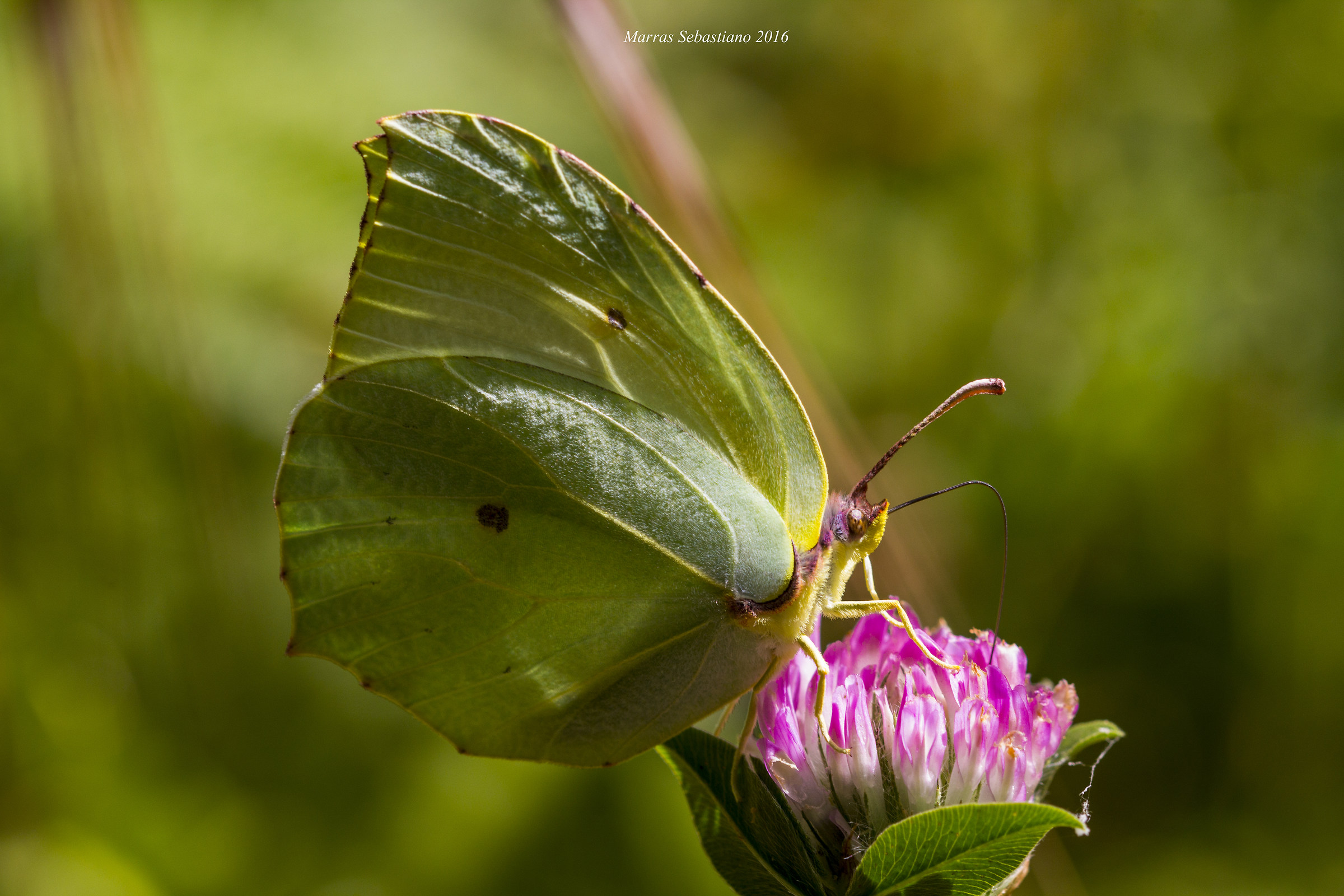Gonopteryx rhamni (cedronella)