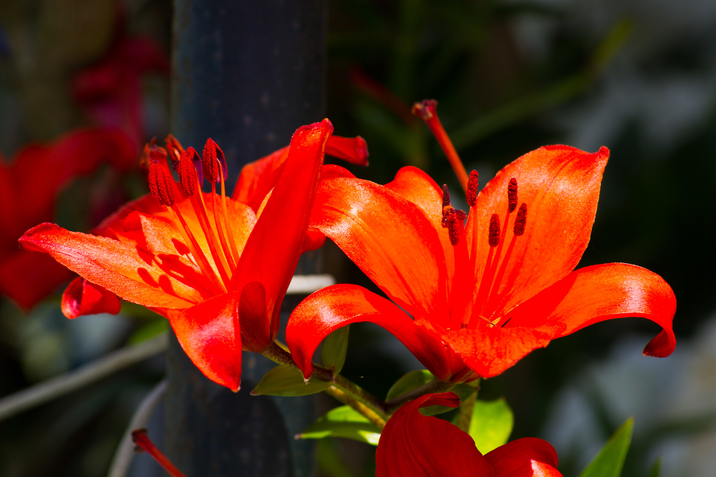 "Potrebbe essere Amore"