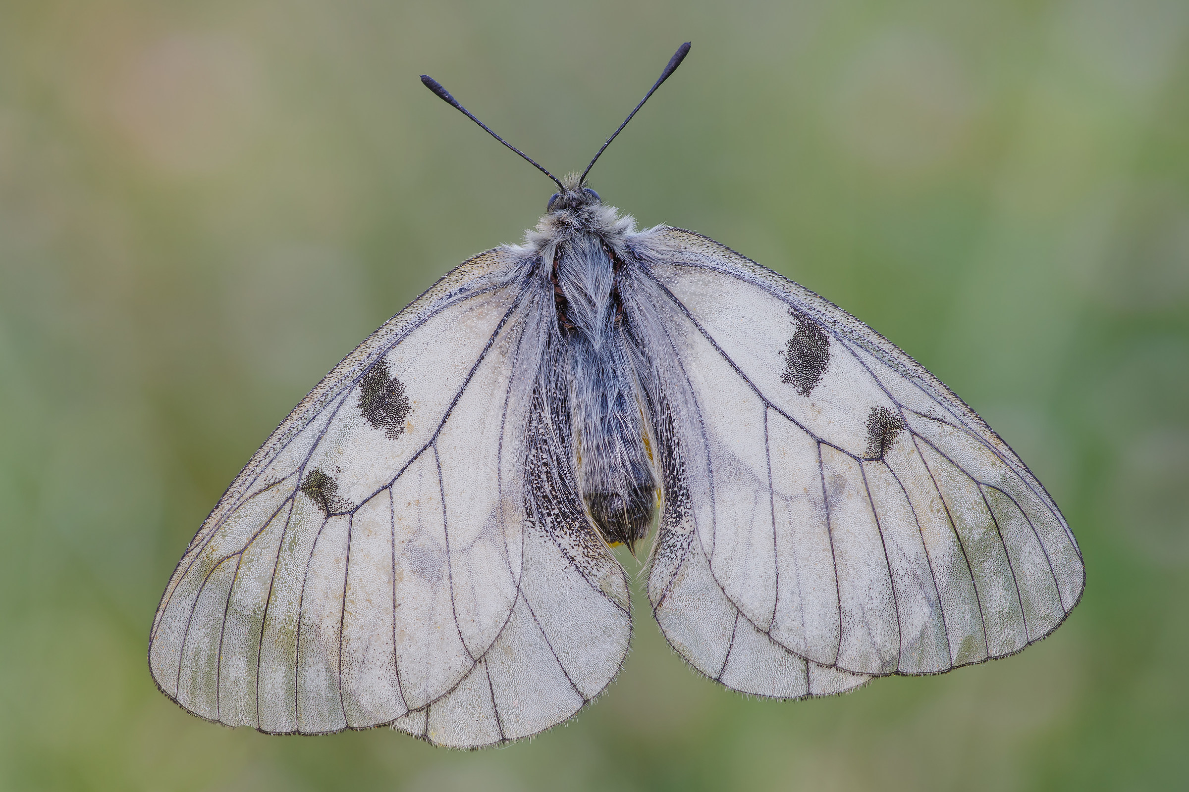 parnassius mnemosyne