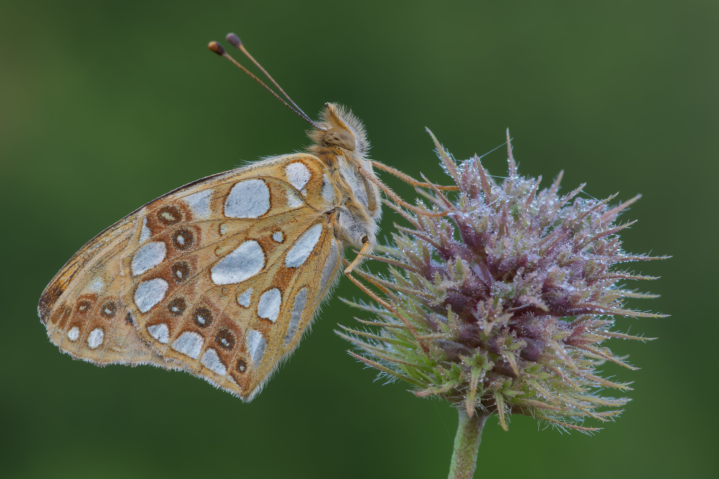 Issoria lathonia - Pixel shift