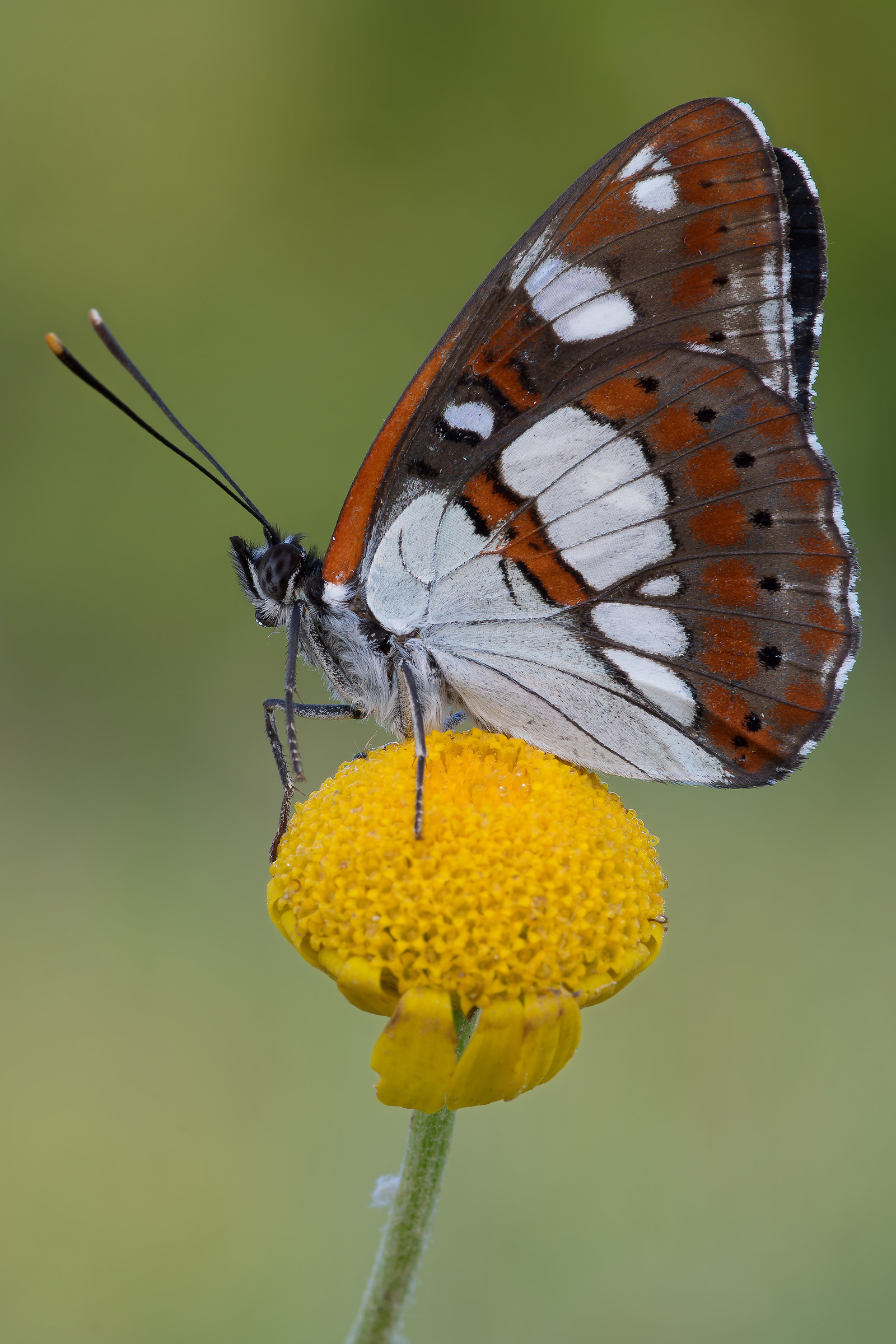 Limenitis reducta