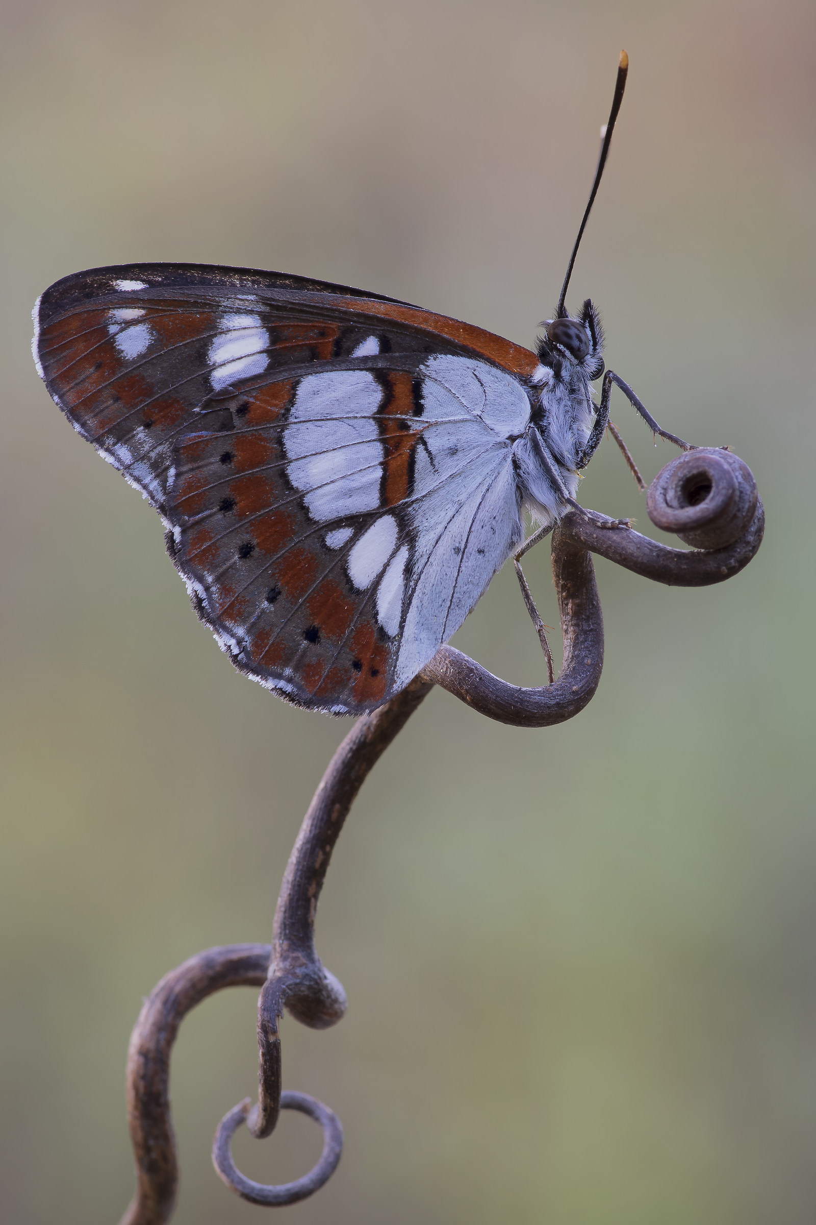 Limenitis reducta - Pixel shift