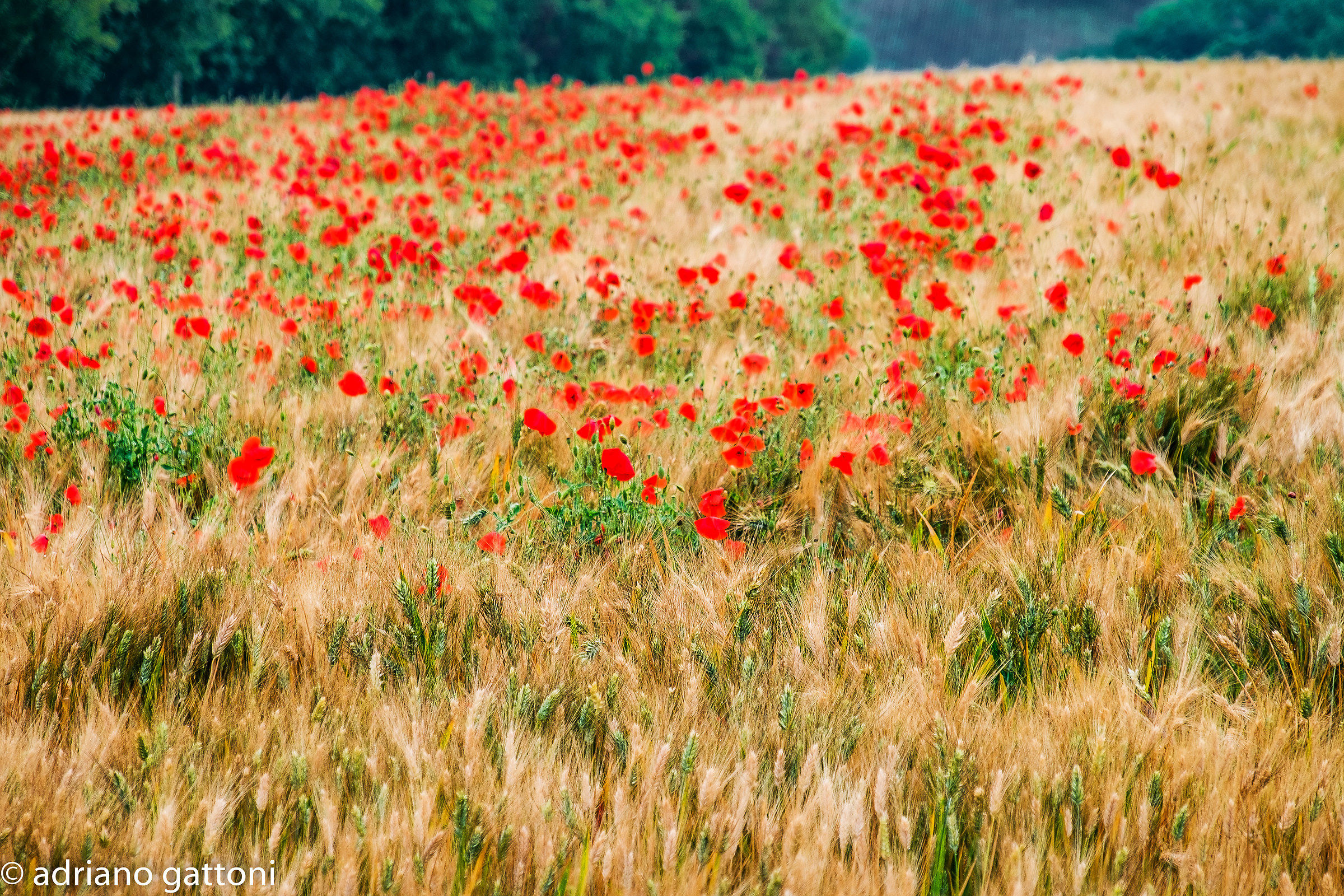 Il campo di grano