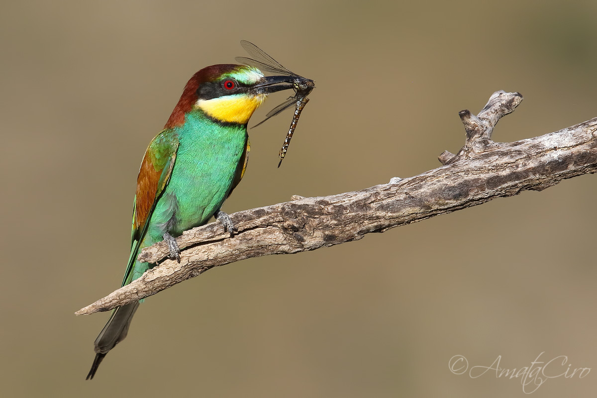 Bee-eater with prey
