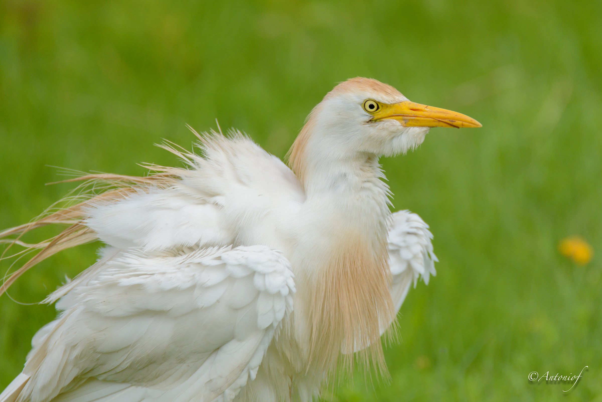Heron Egret arruffatino :)