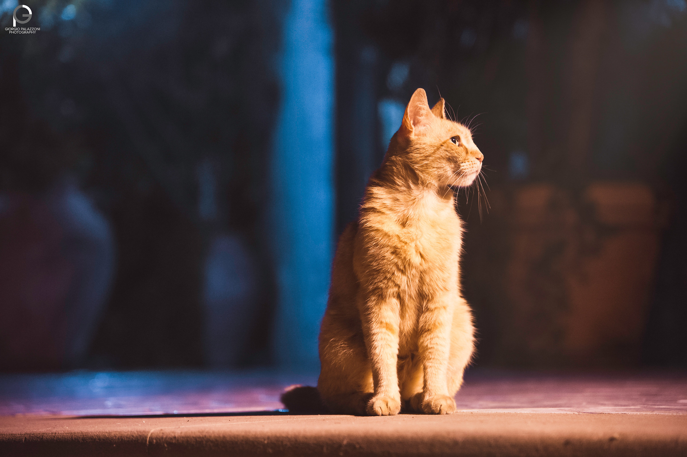 Looking for the moon.