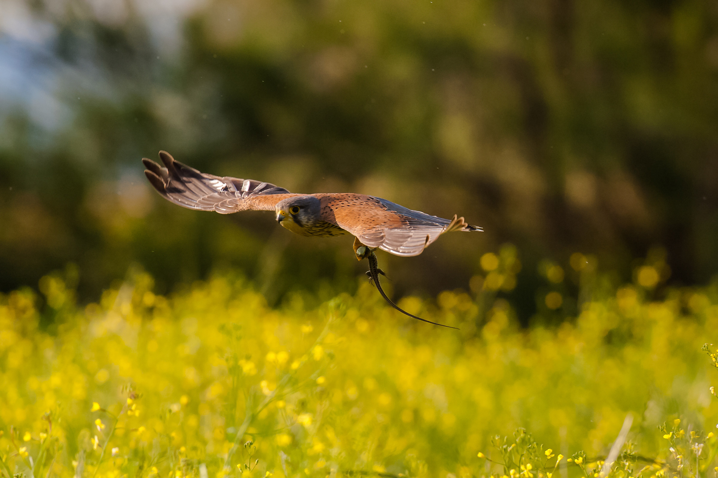 Gheppio maschio con preda