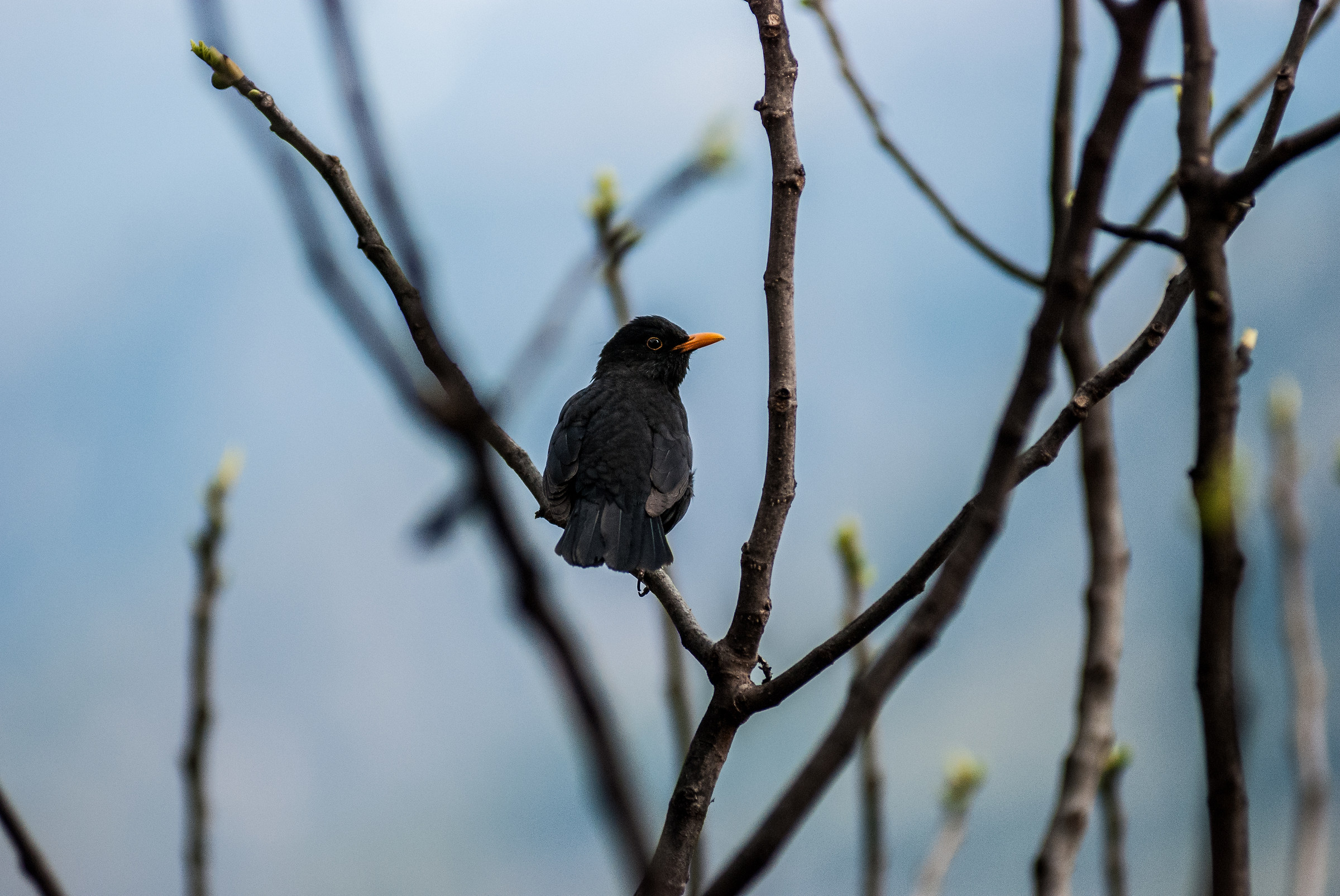 Blackbird on Fico