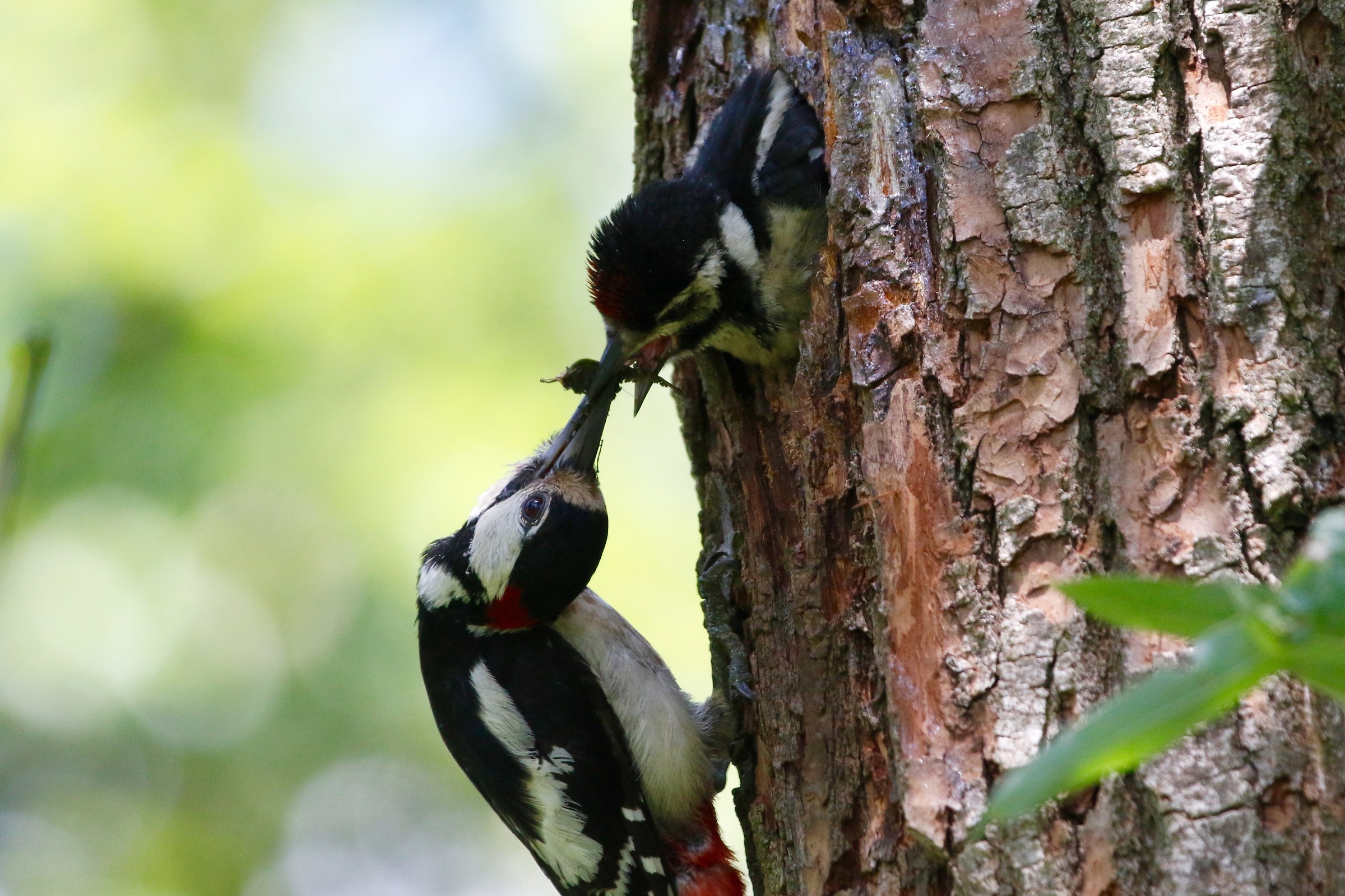Woodpecker with small