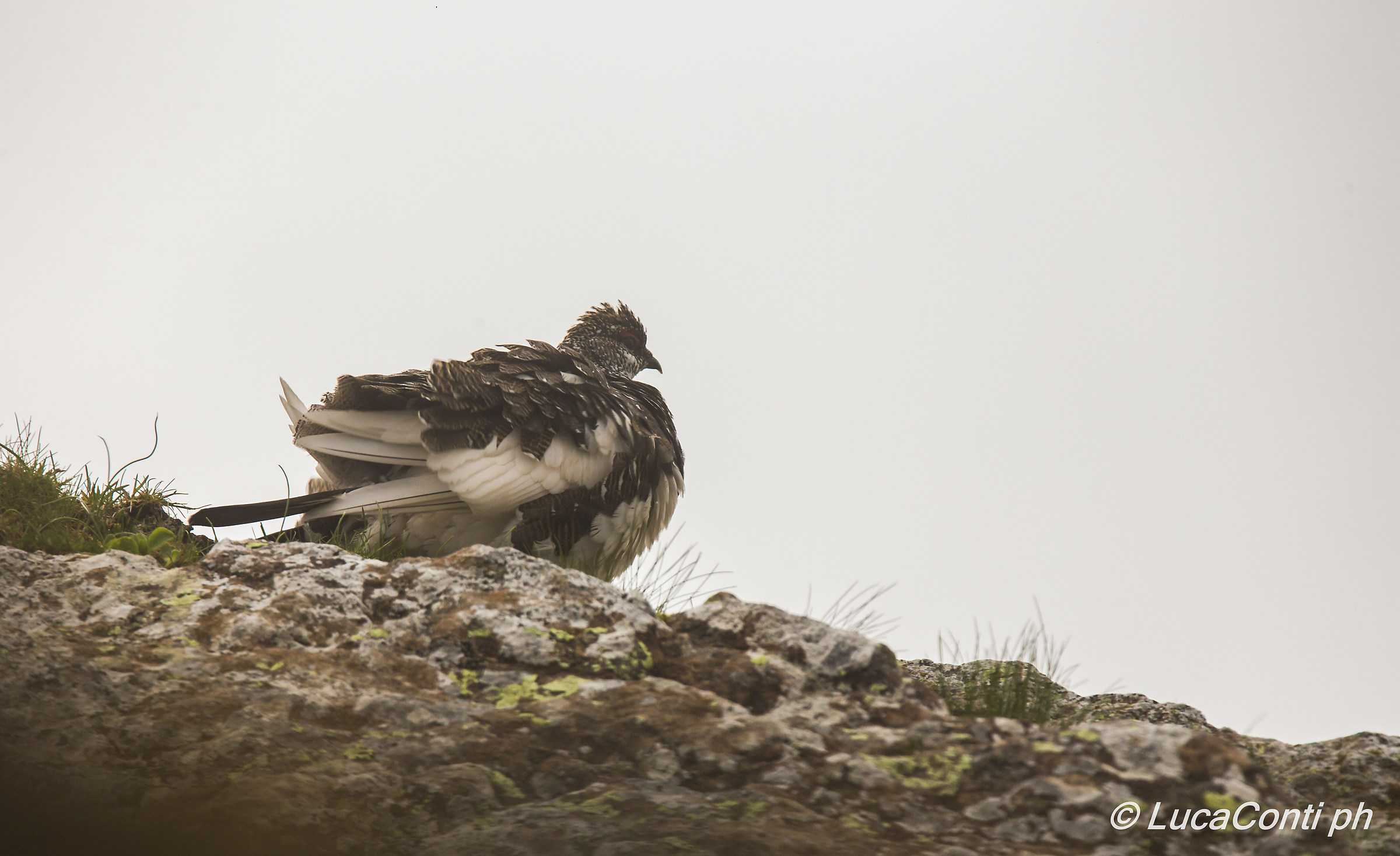 Partridge male in summer wetsuit White