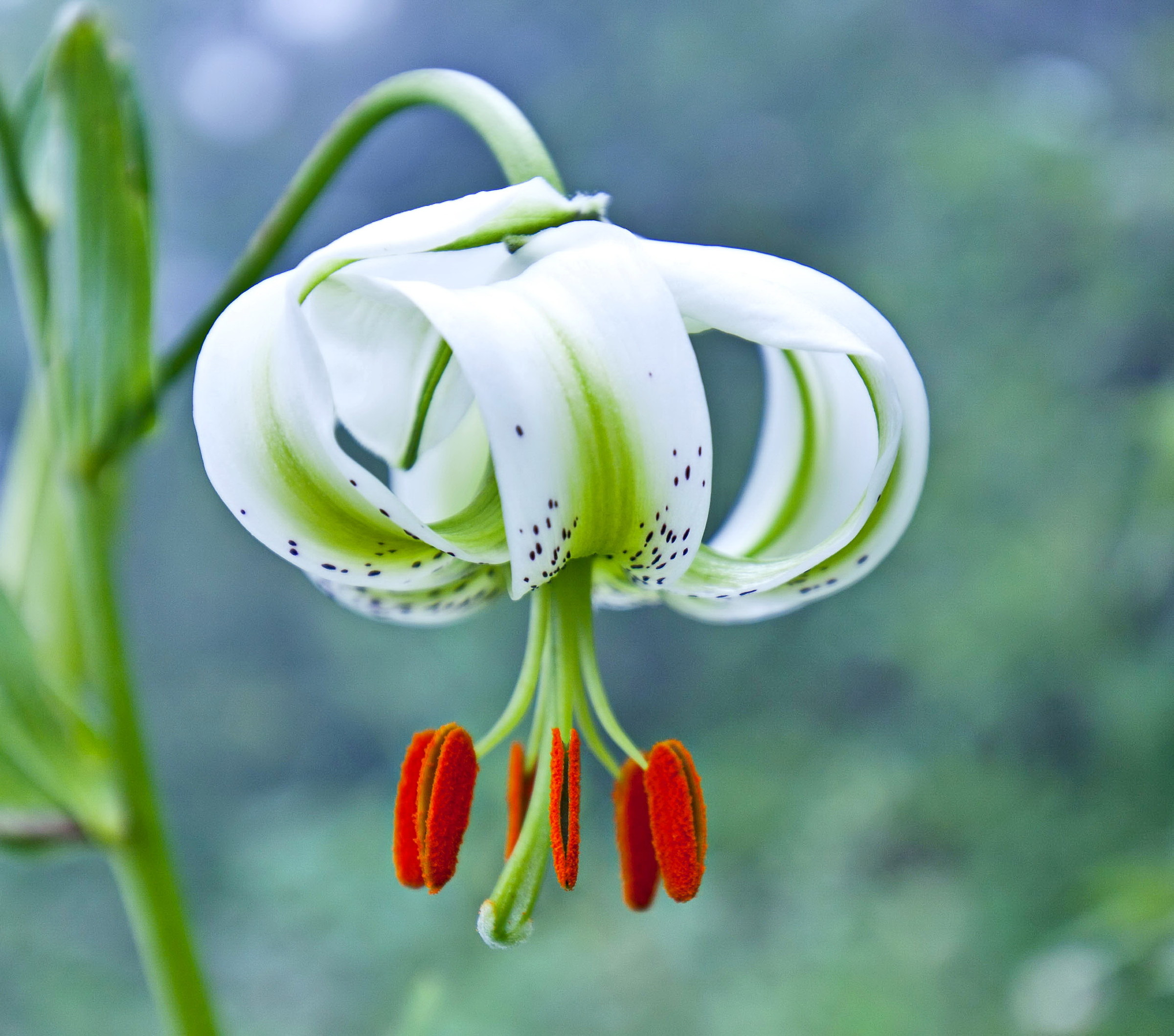 chelcheragh Soosan (Lilium ledobourii)