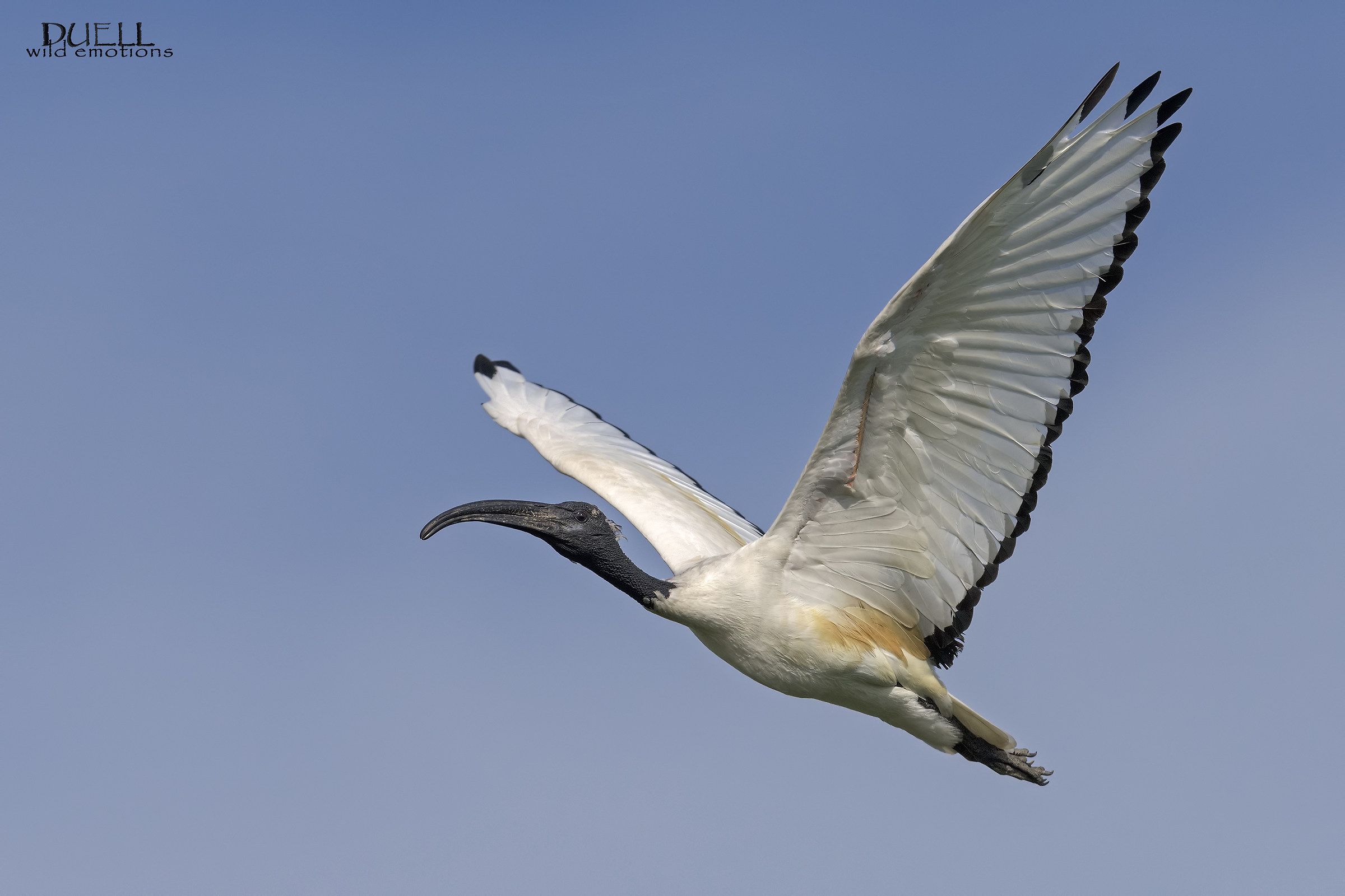 sacred ibis