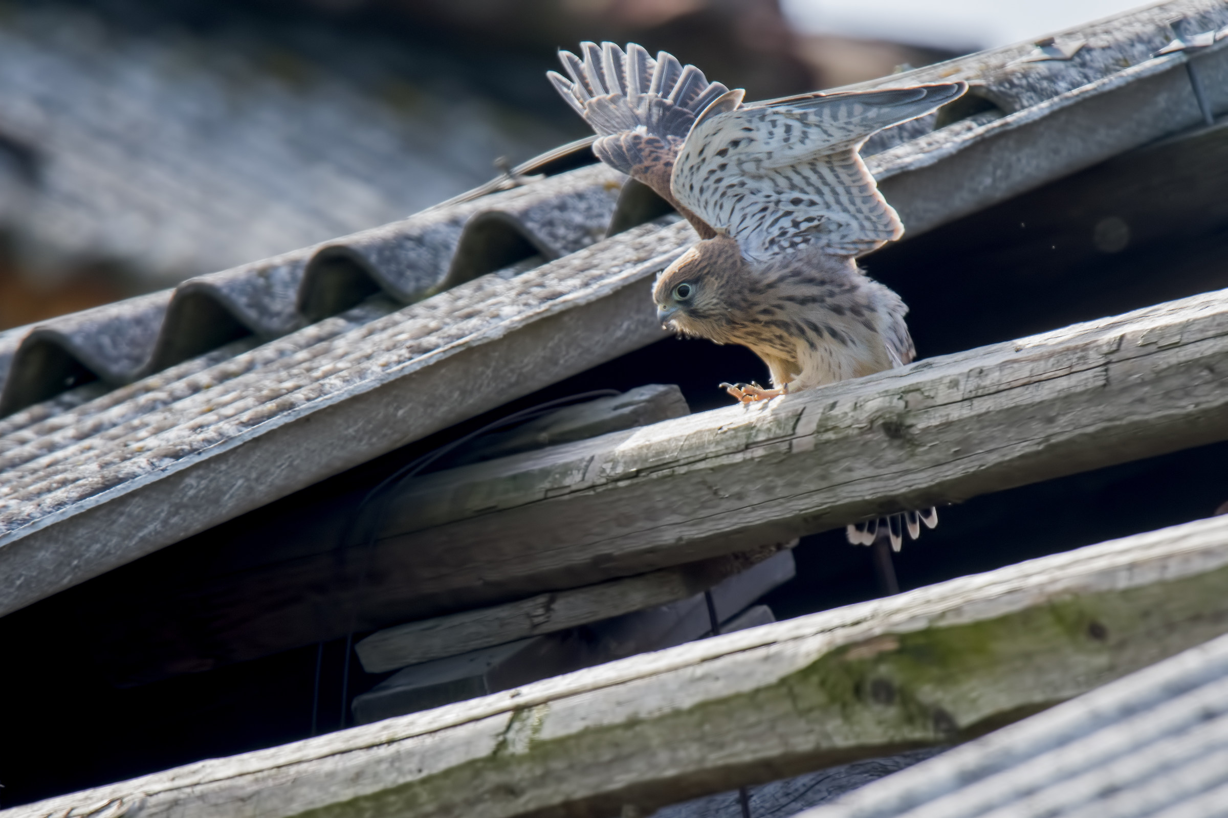 young kestrel