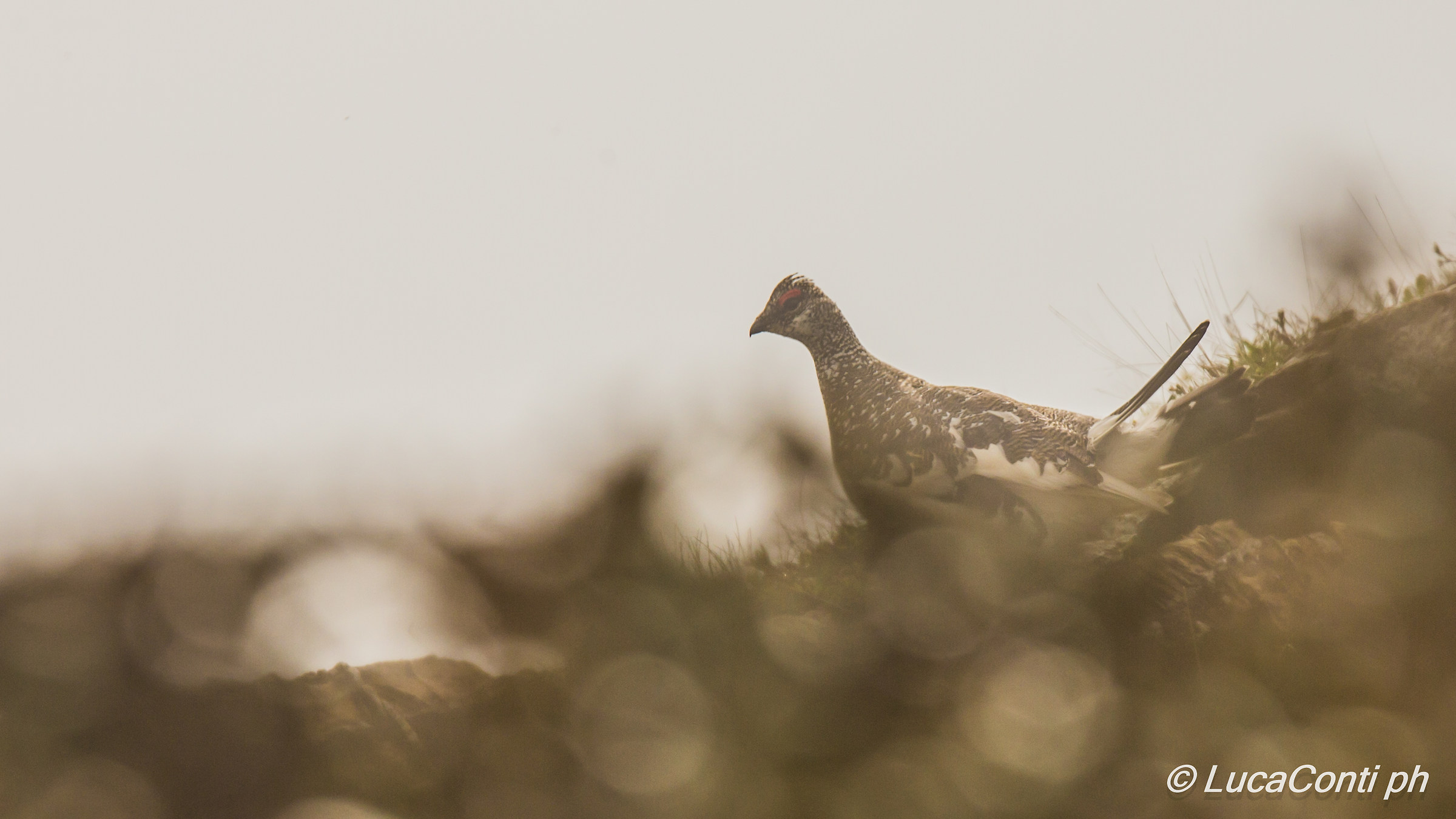 Partridge male in summer wetsuit White