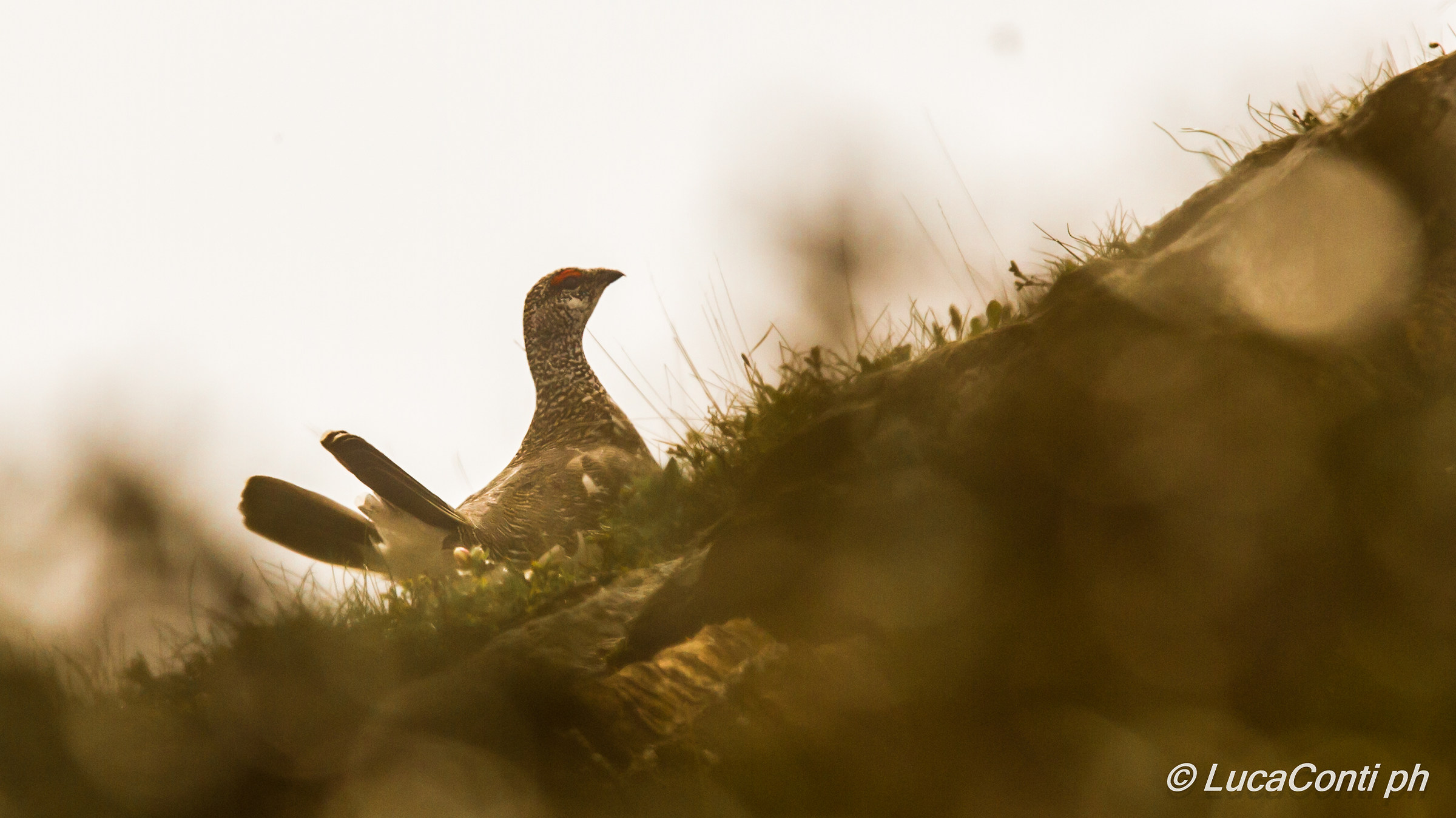 Partridge male in summer wetsuit White