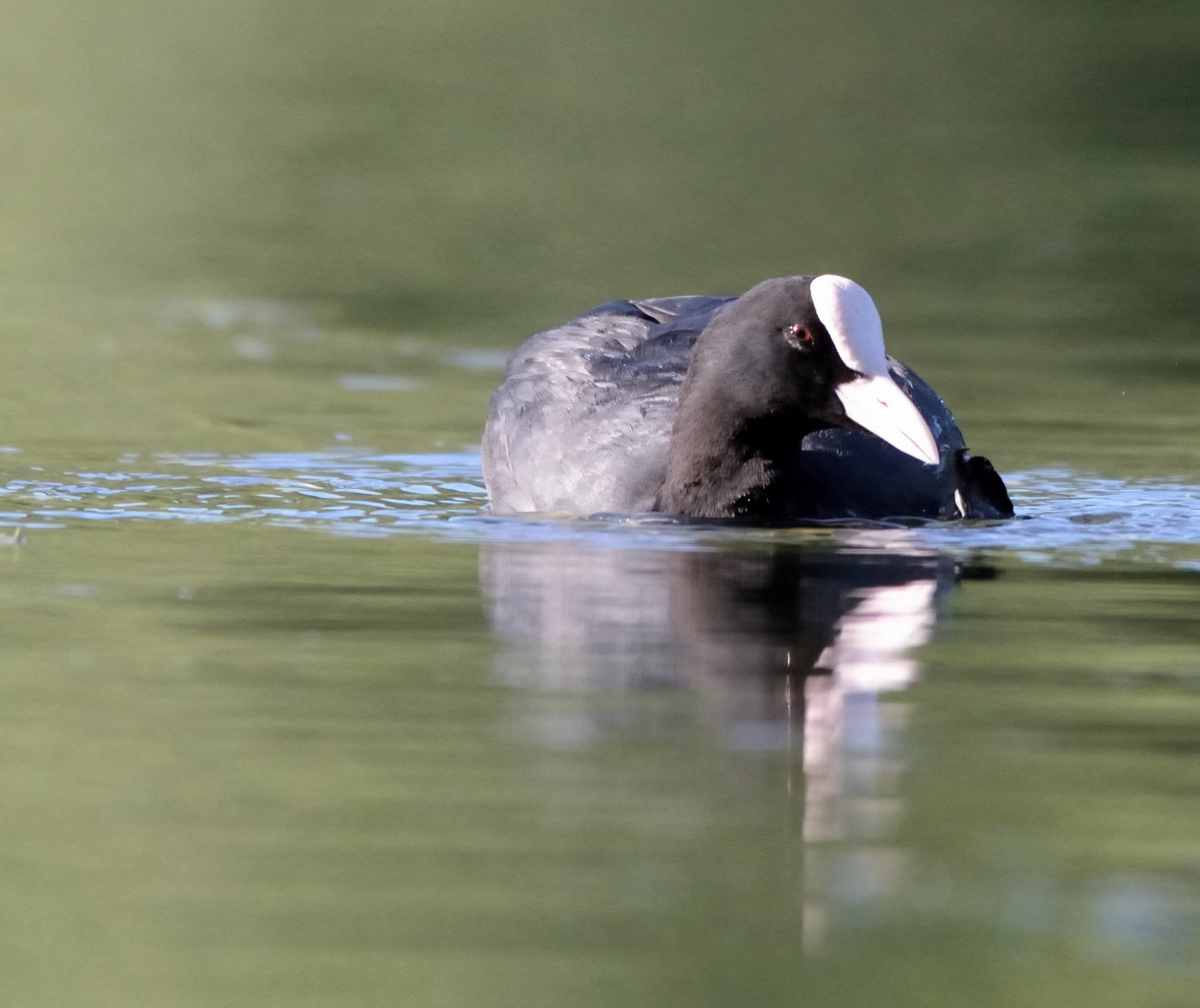 Coot EV -0.3 LOCATION ': SILEA Treviso