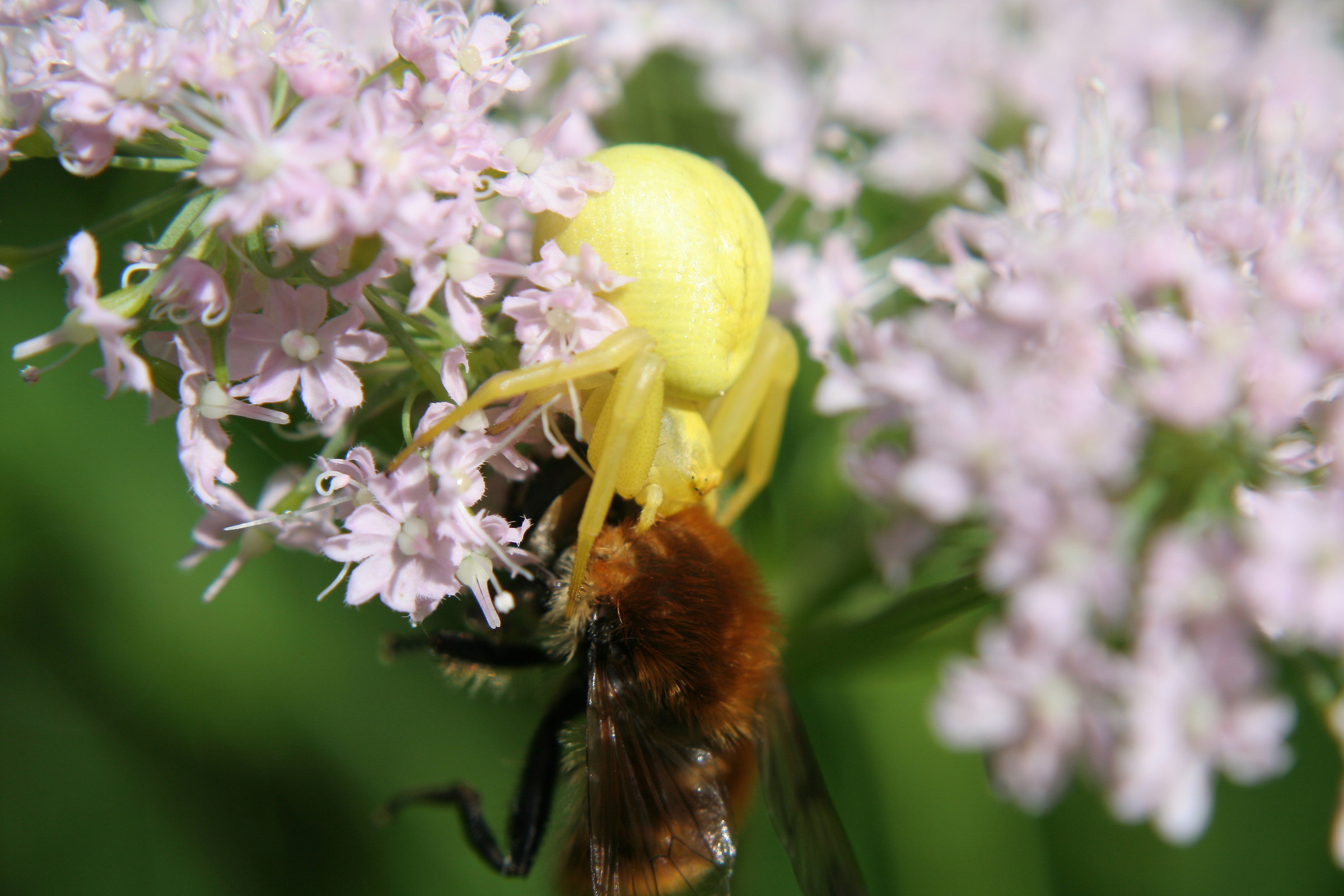 Not all that is yellow is flower