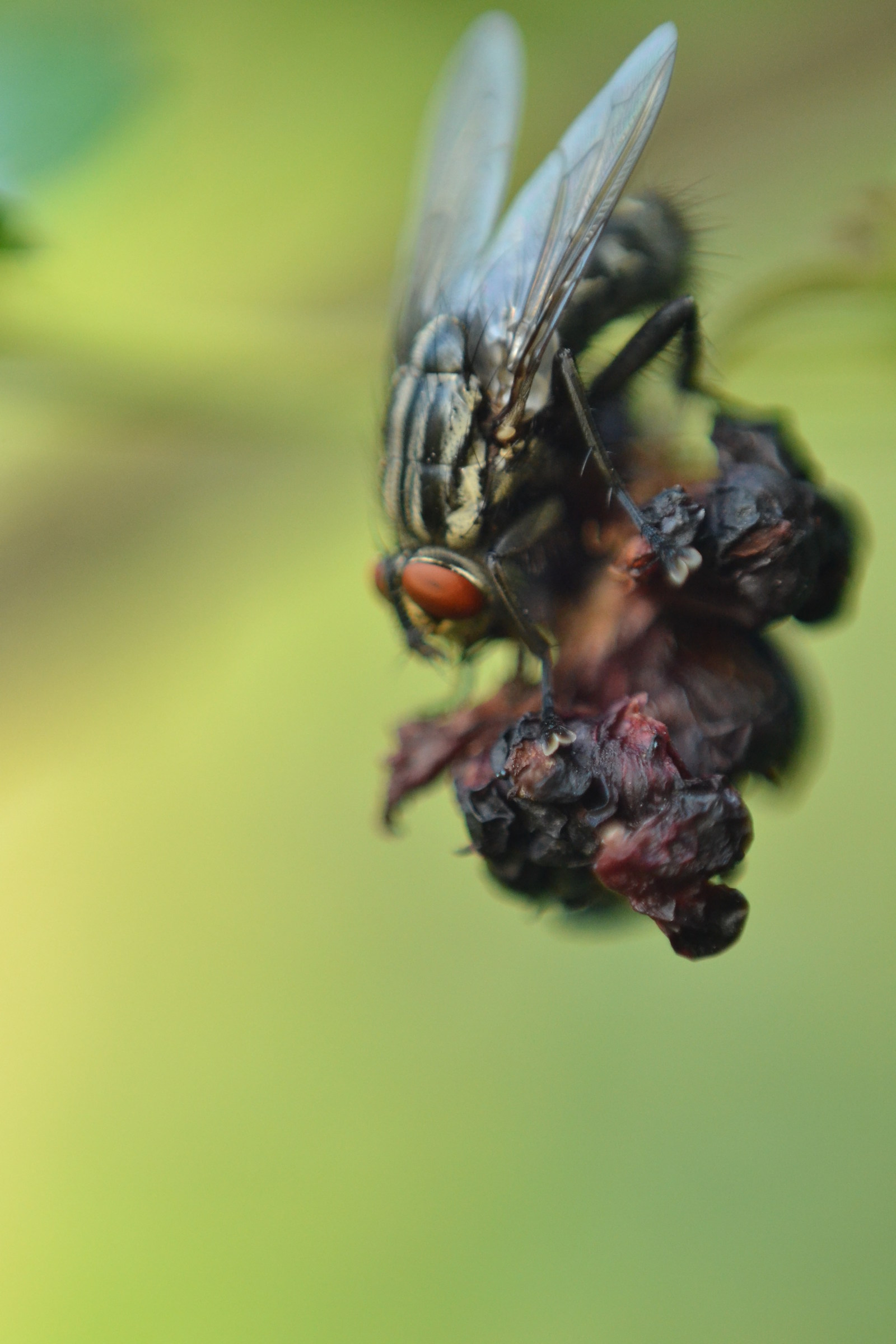 Nikon 50mm reversing ring