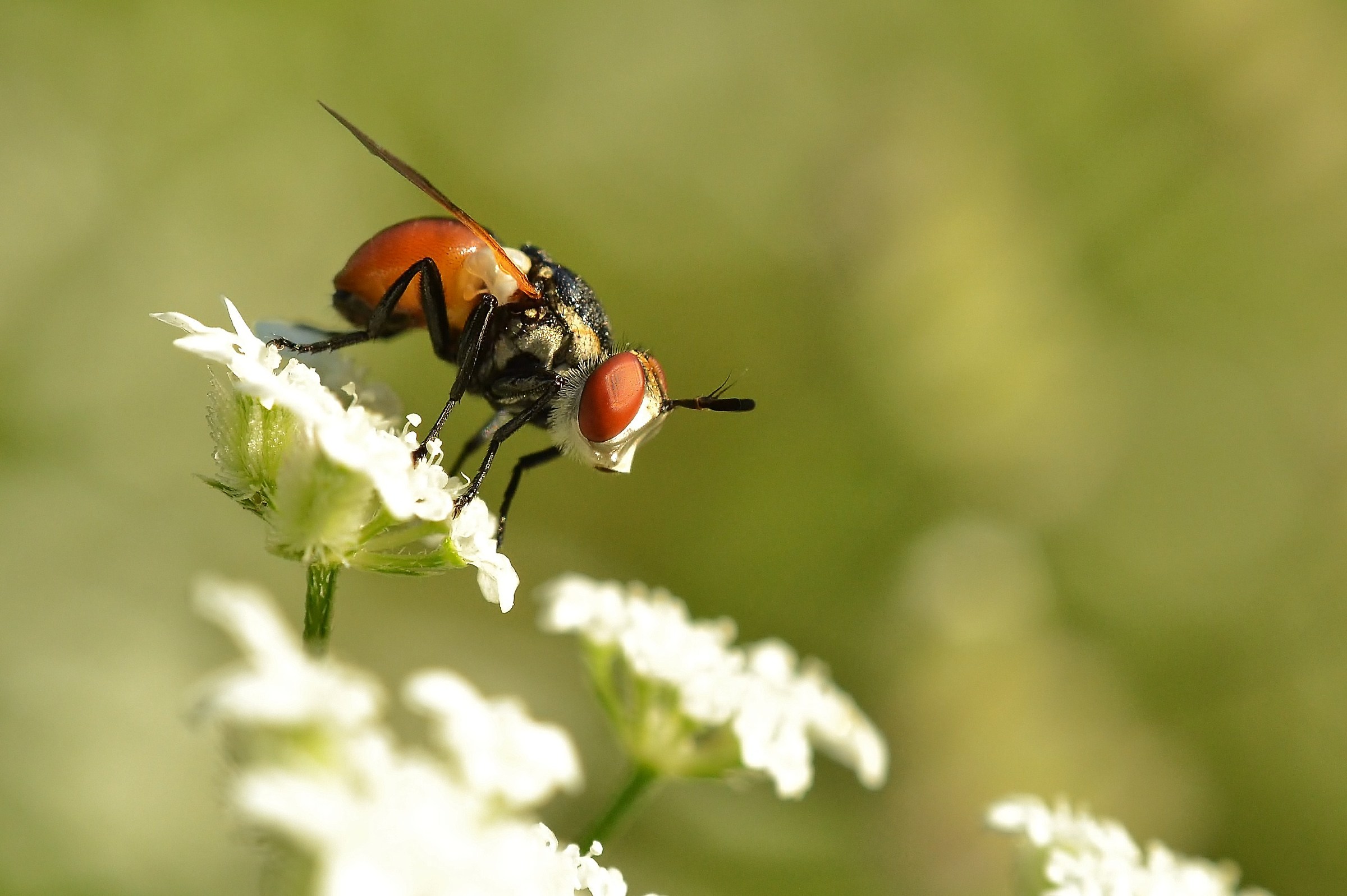 Nikon 50mm reversing ring
