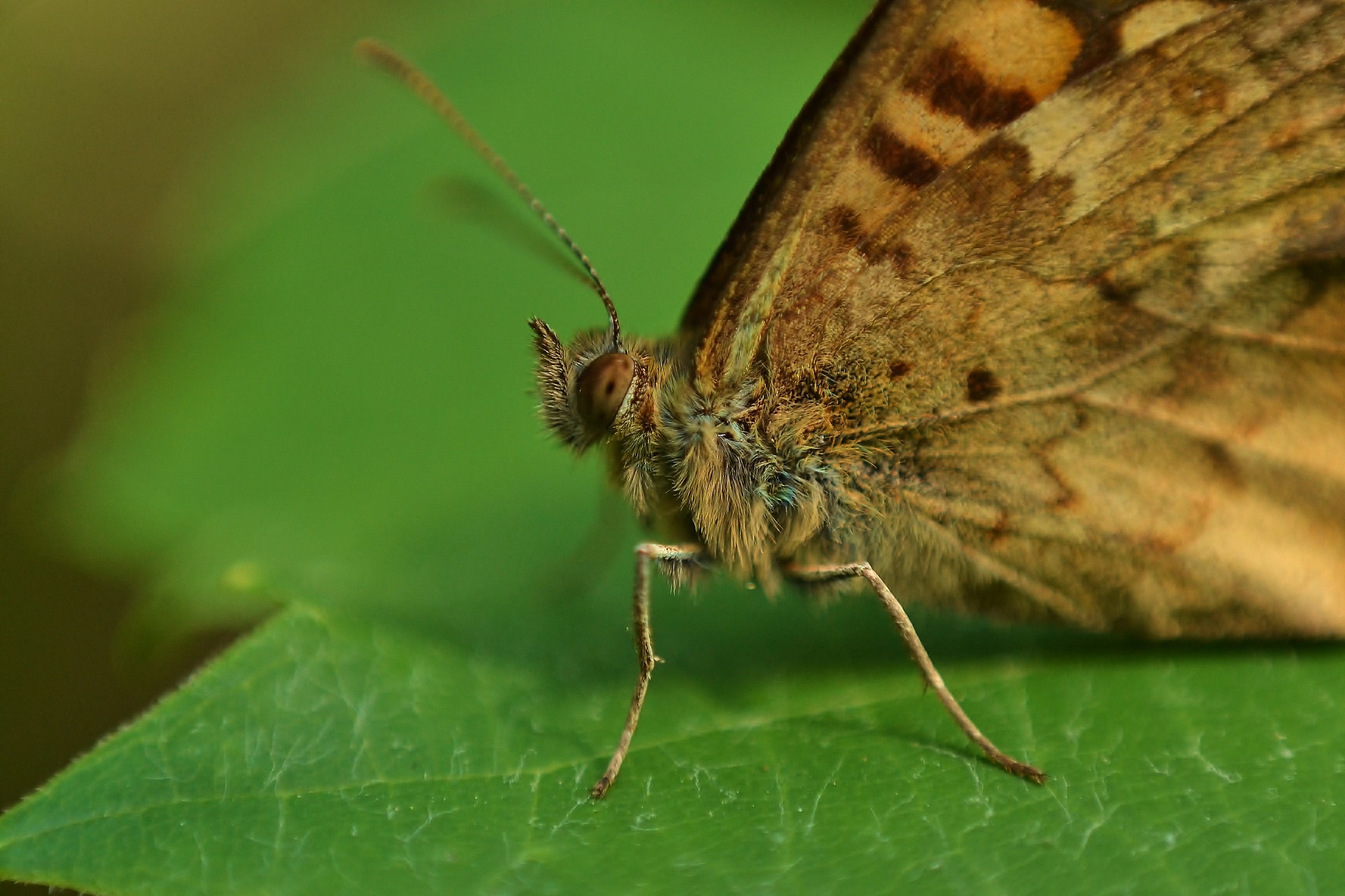 Nikon 50mm reversing ring