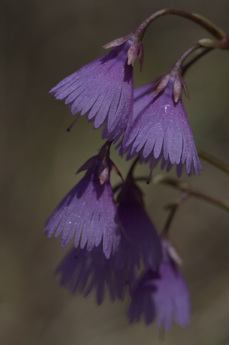 soldanella Alpine