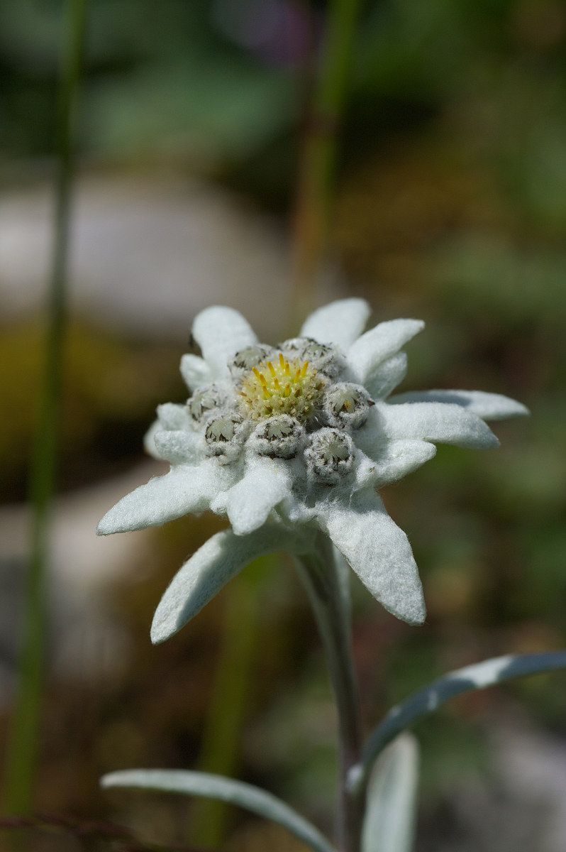 edelweiss