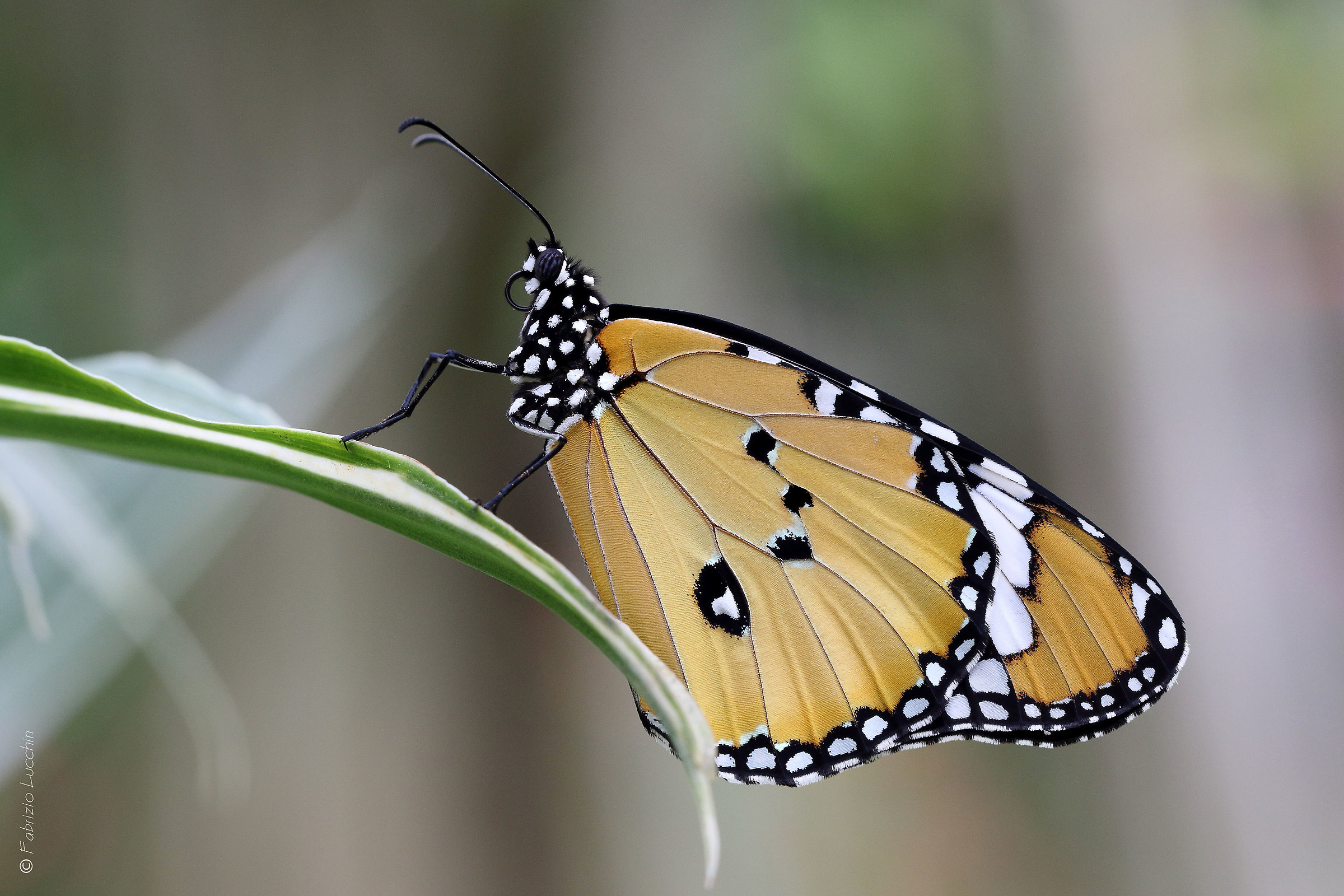 Monarca africana (Danaus chrysippus)