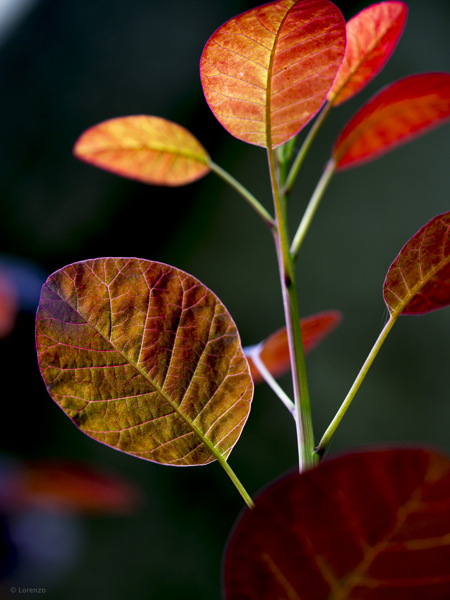 cotinus