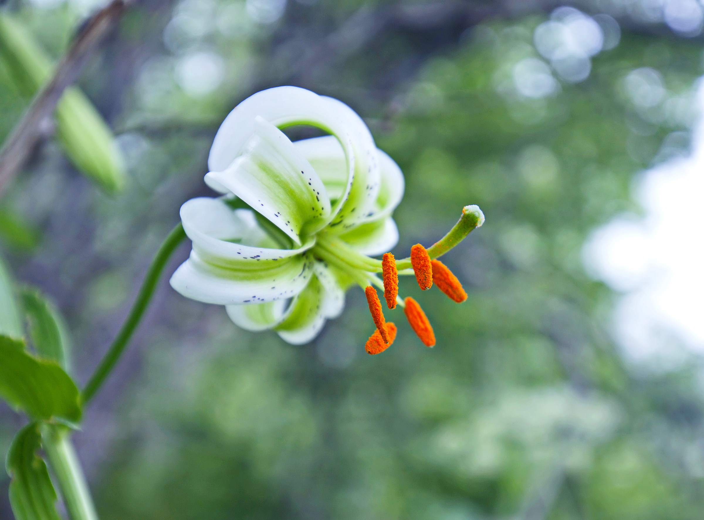 (Lilium ledobourii) soosan chelcheragh-2