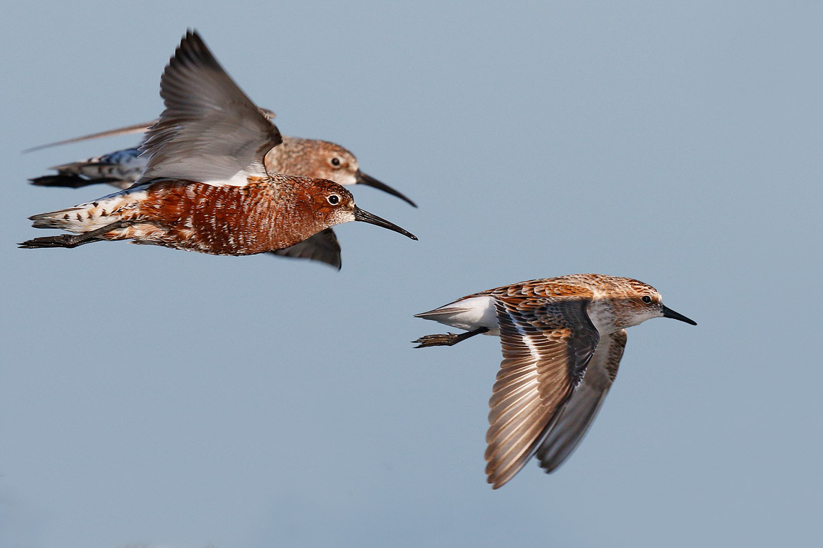 common and Gambecchio Piovanrlli