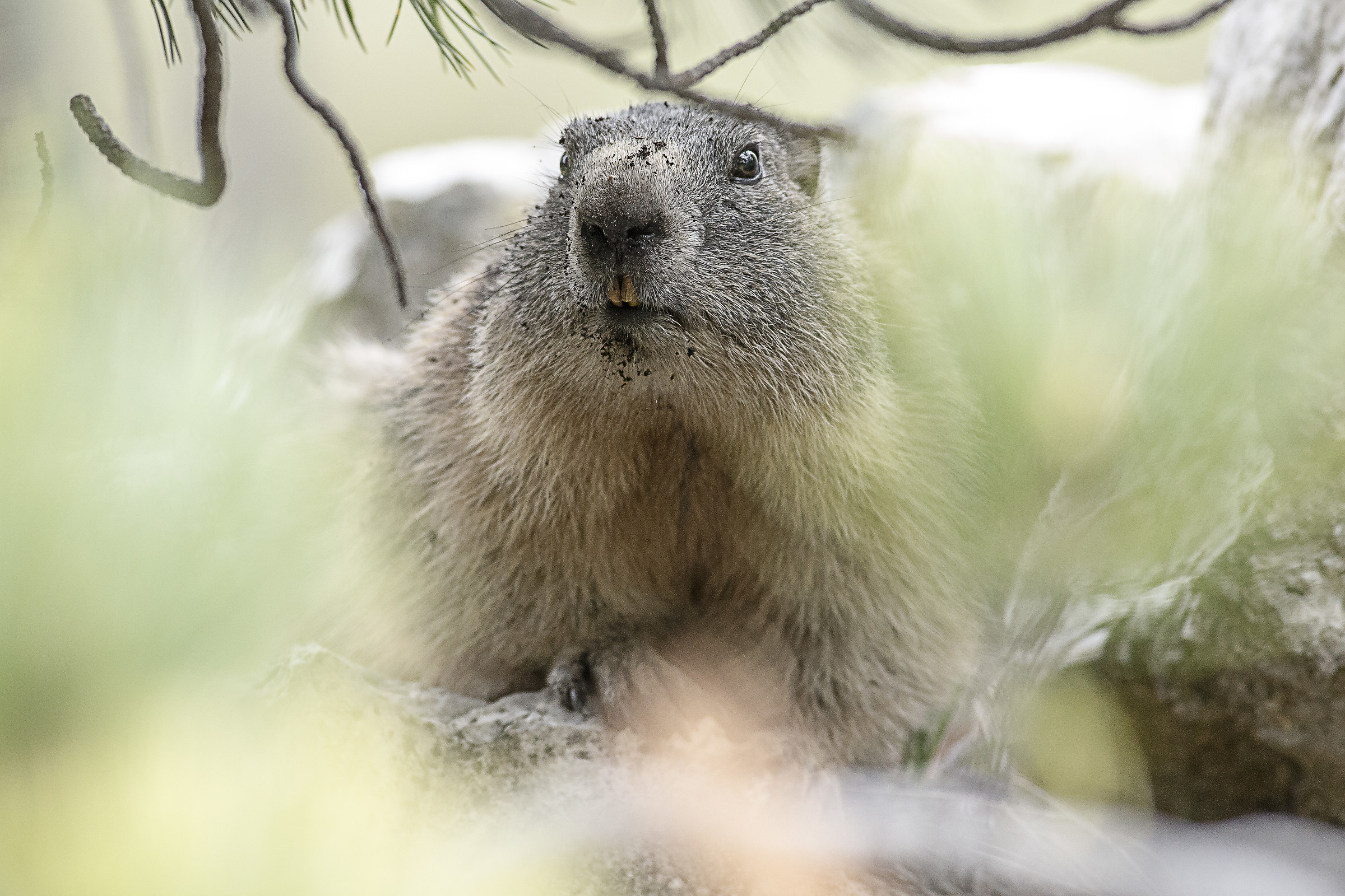 Marmotta