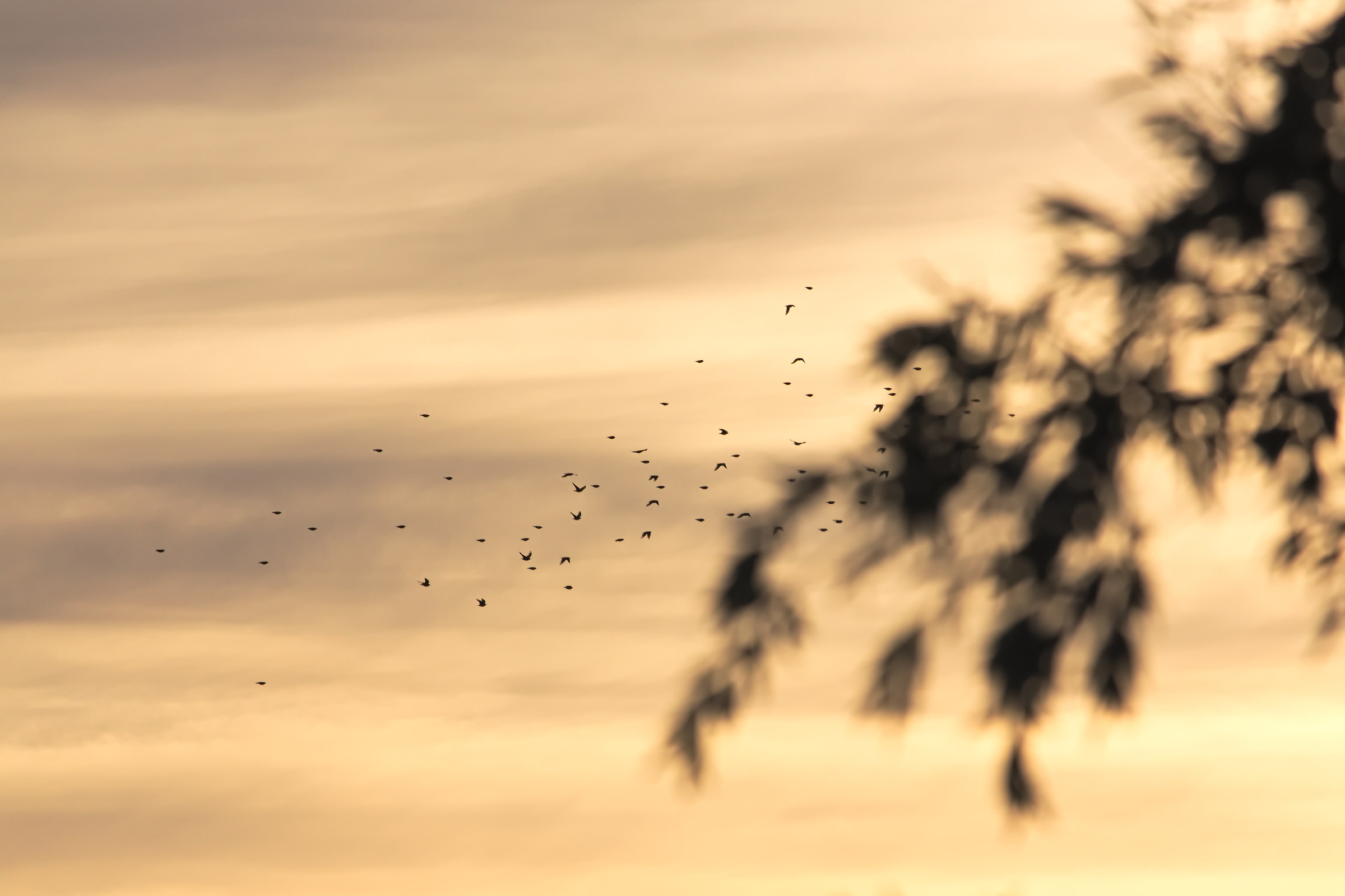 Flying Birds and Sunset