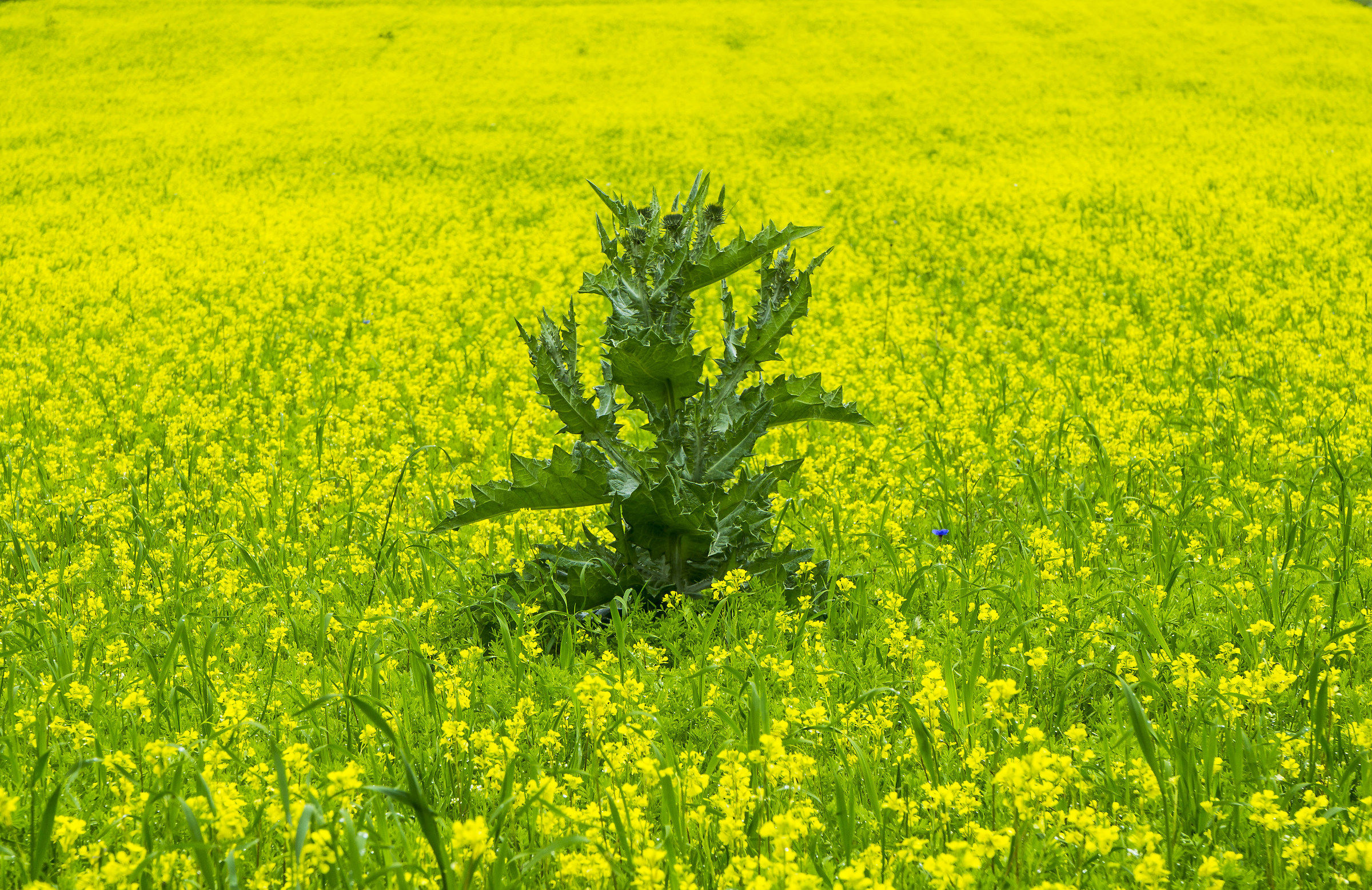 il brutto anatroccolo