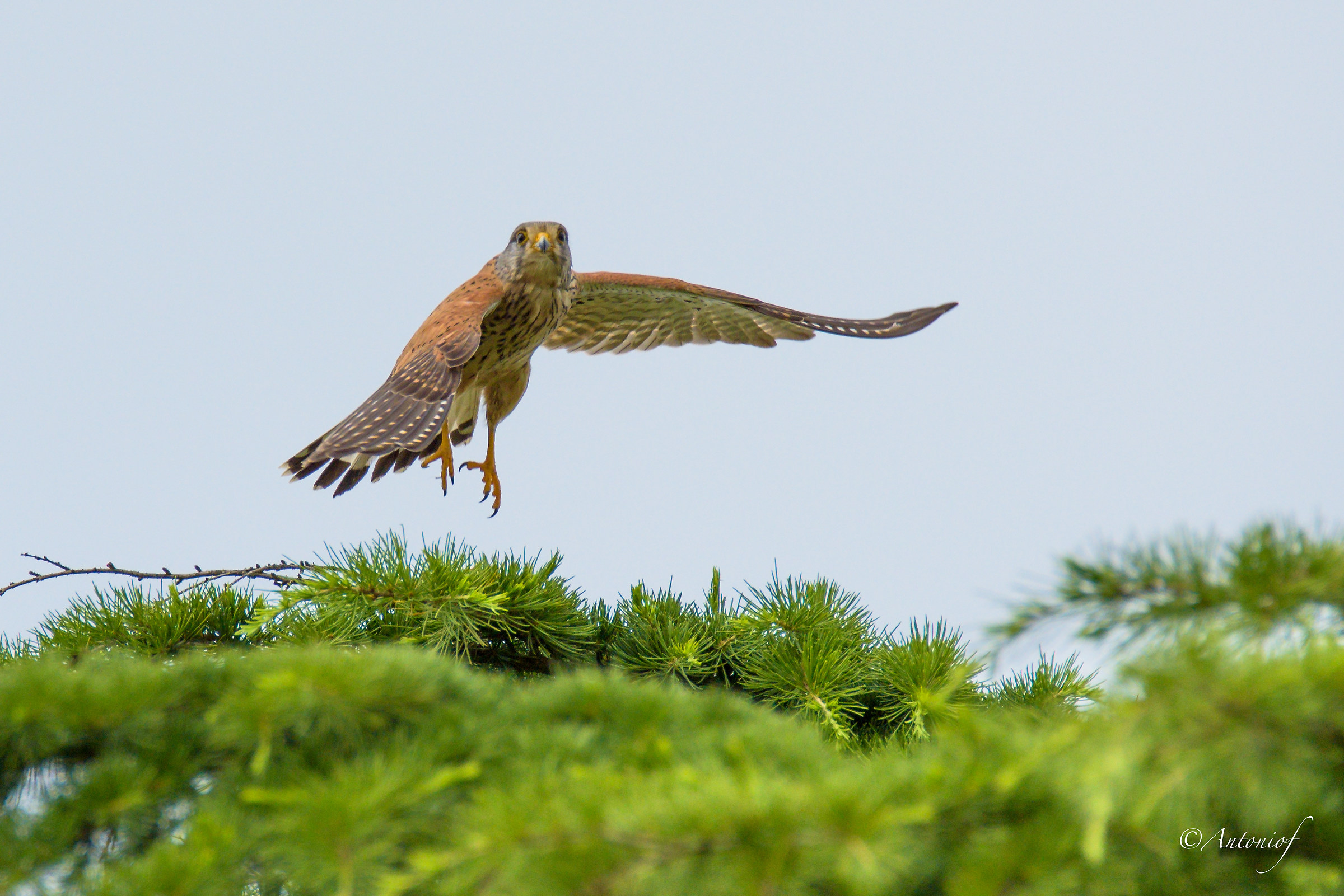 kestrel
