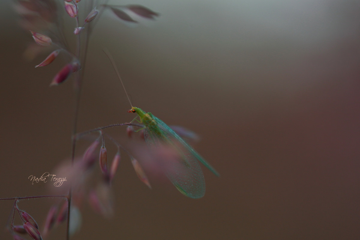 waiting for the night