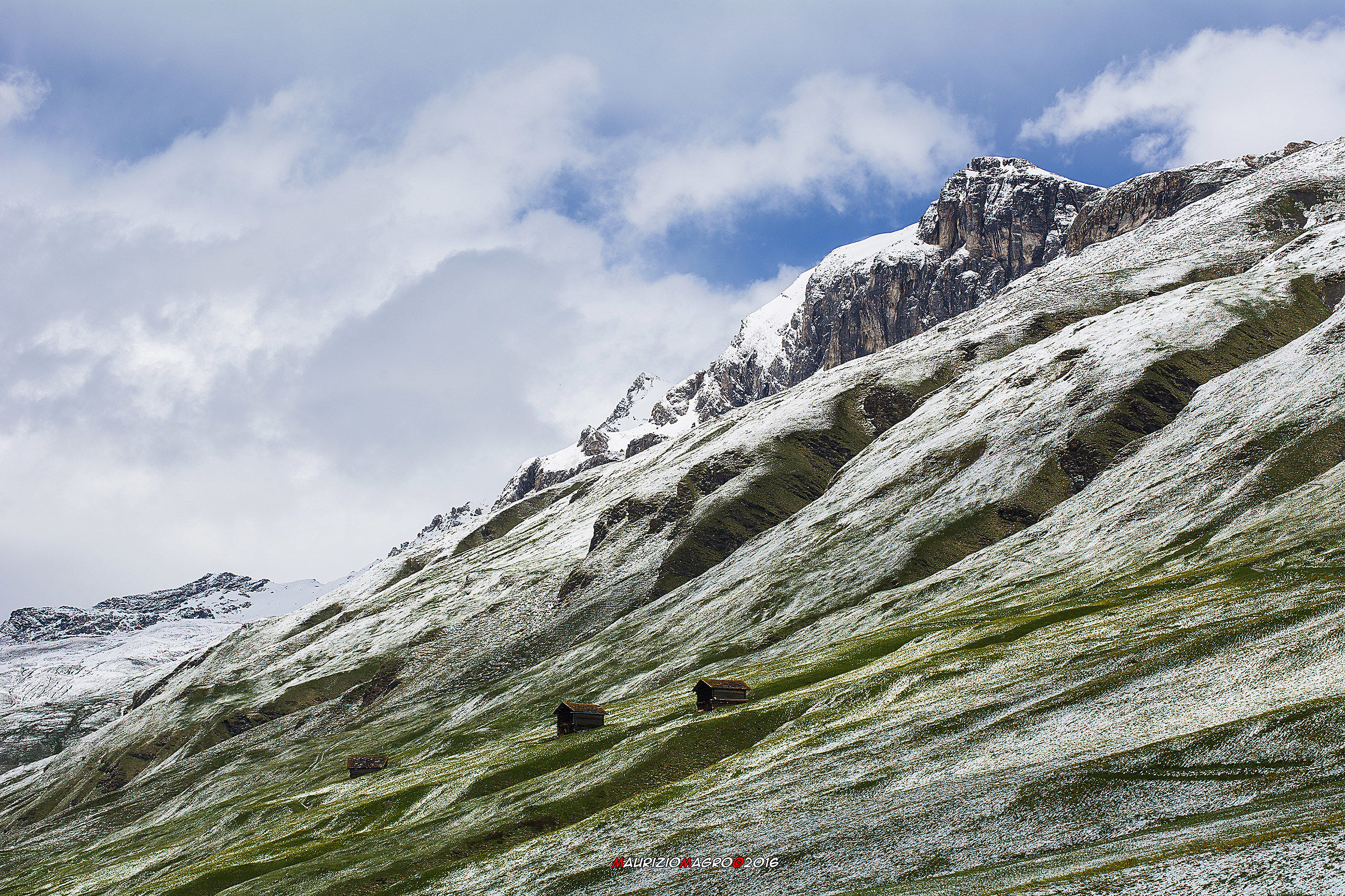 Prati fioriti ricoperti di neve