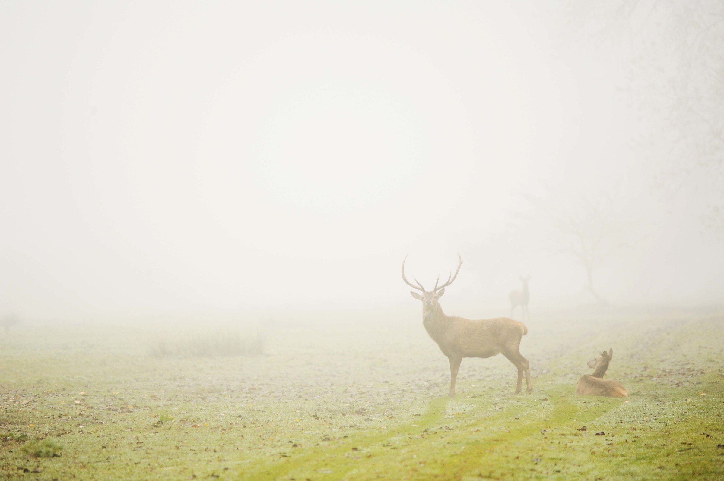 Cervi nella nebbia