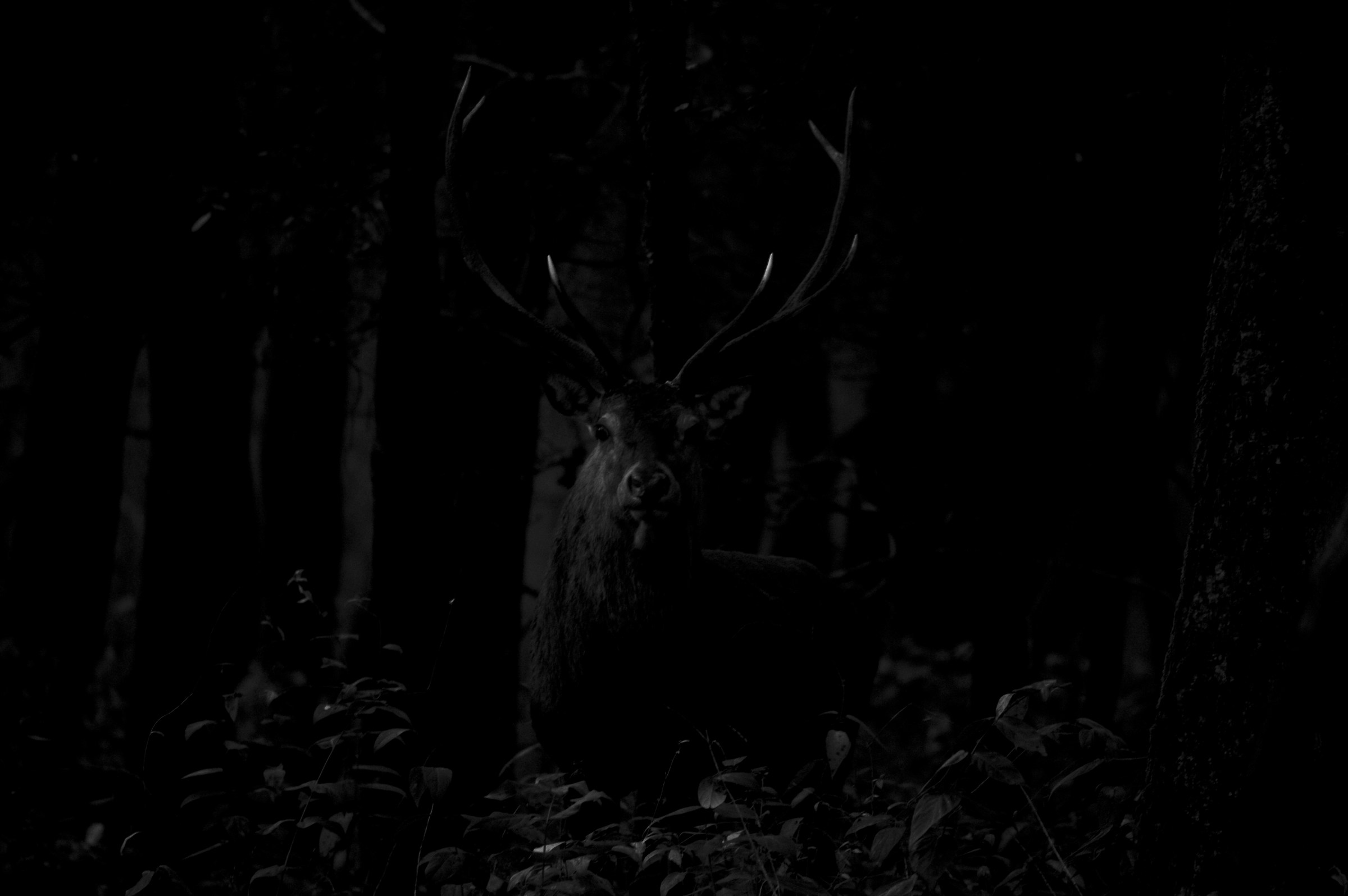 Dal profondo della foresta