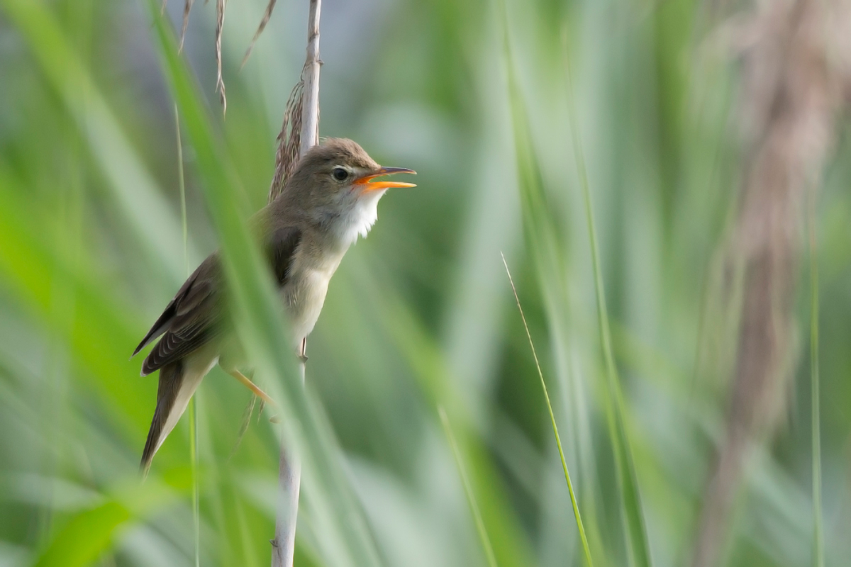 singing warbler
