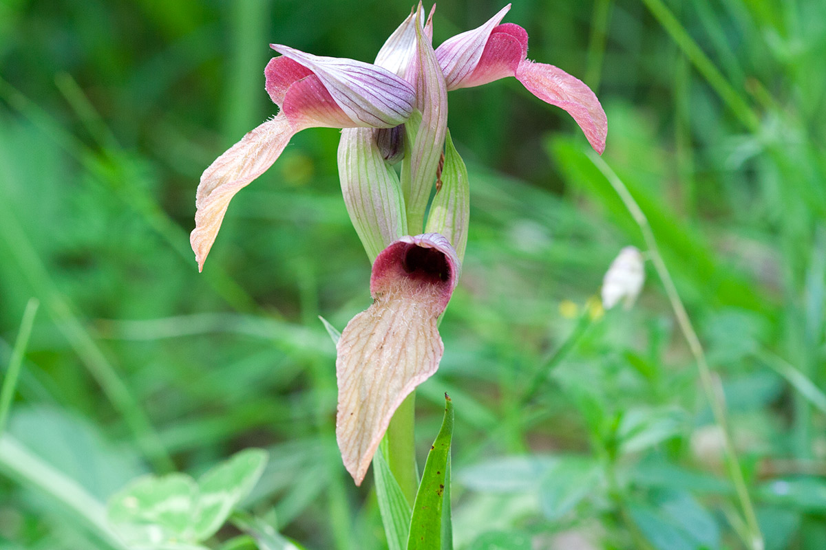 Serapias Vomeracea II